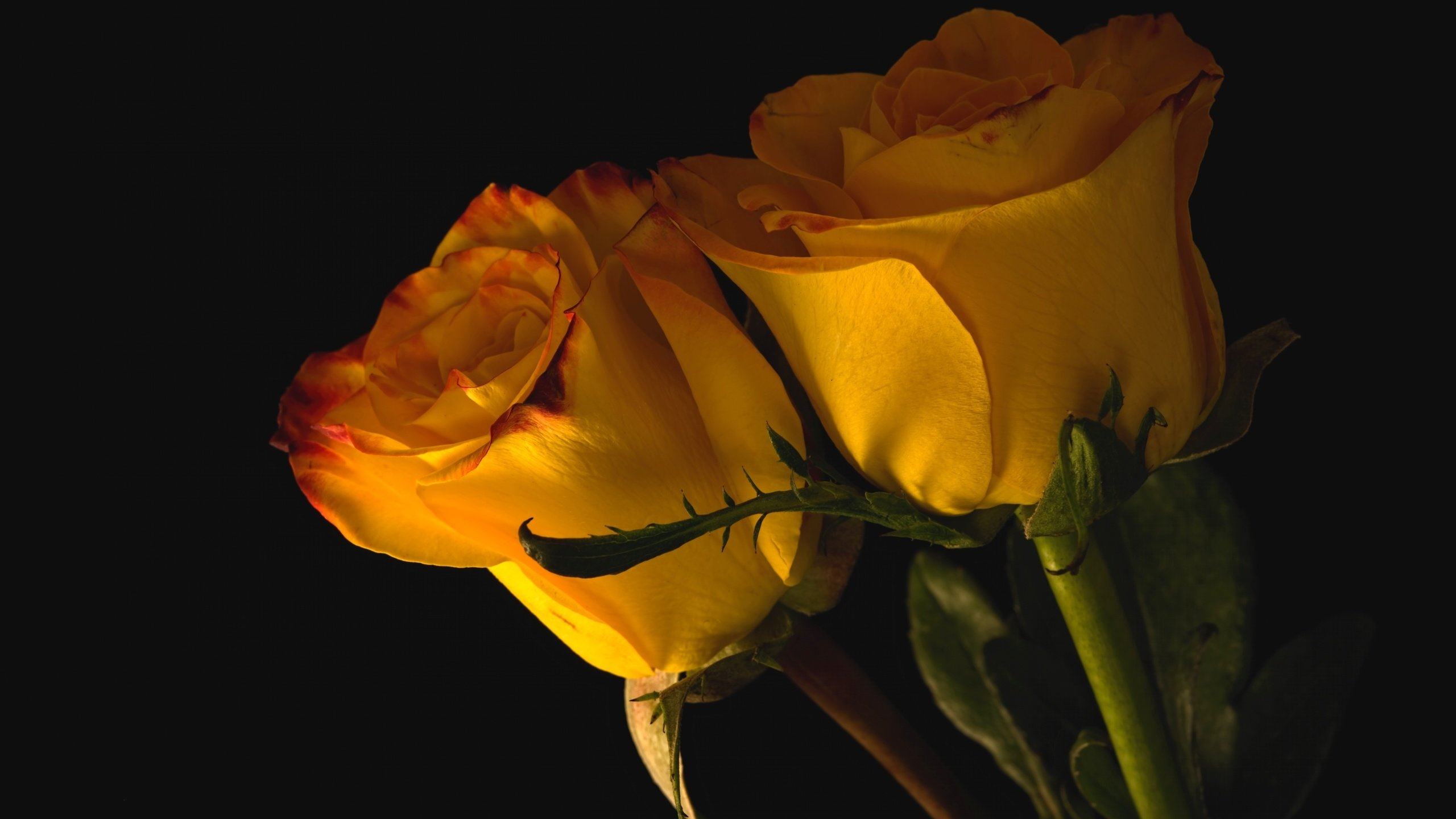 Обои бутоны, розы, пара, желтые, buds, roses, pair, yellow разрешение 3000x2002 Загрузить