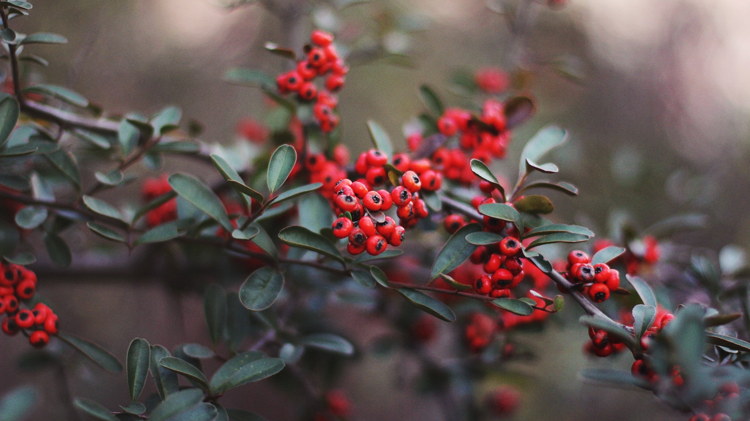 Обои листья, красные, ягоды, leaves, red, berries разрешение 2880x1920 Загрузить