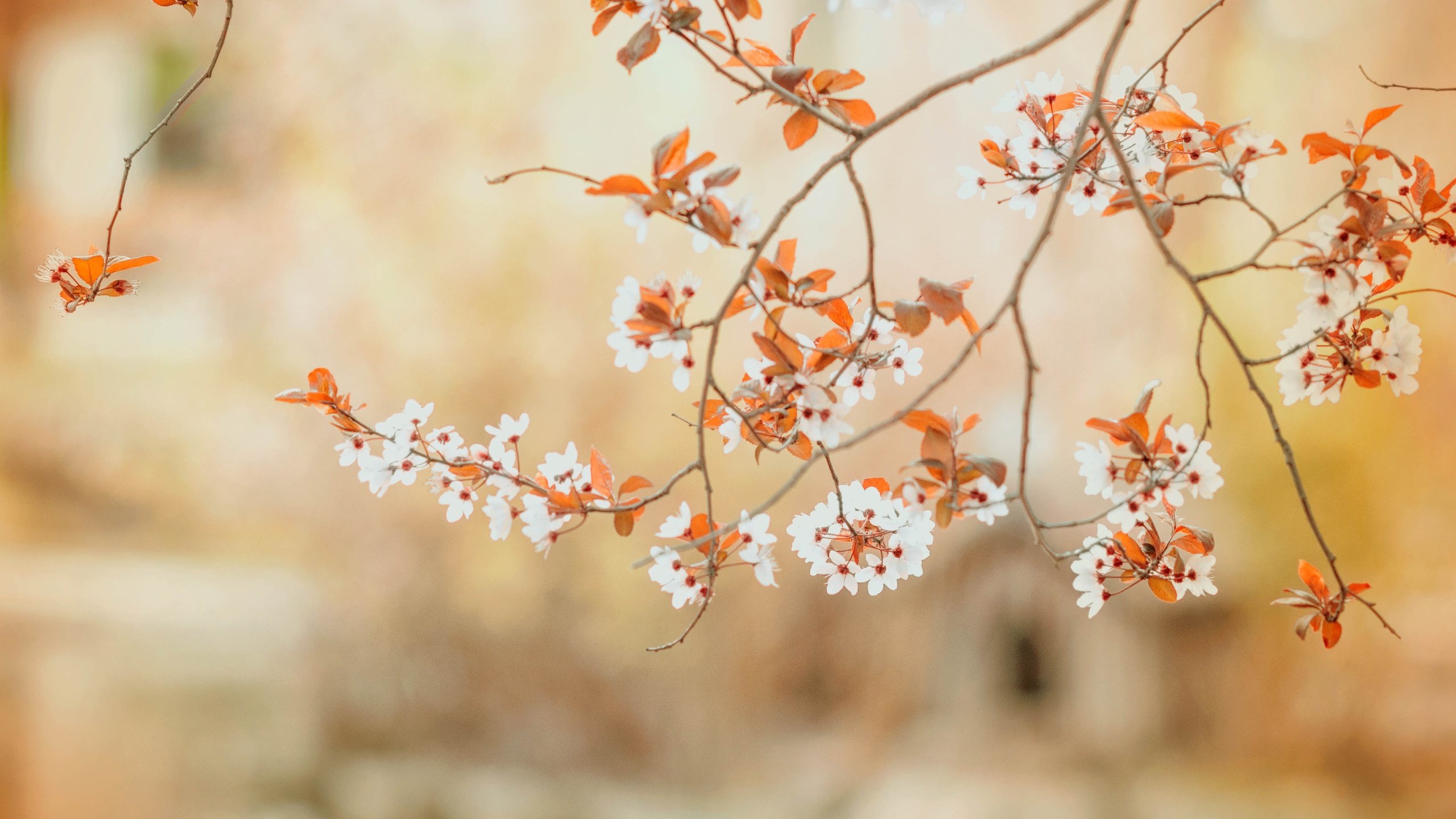 Обои цветы, ветви, весна,  цветы, ветками, бутончики, flowers, branch, spring, branches, buds разрешение 4288x2848 Загрузить