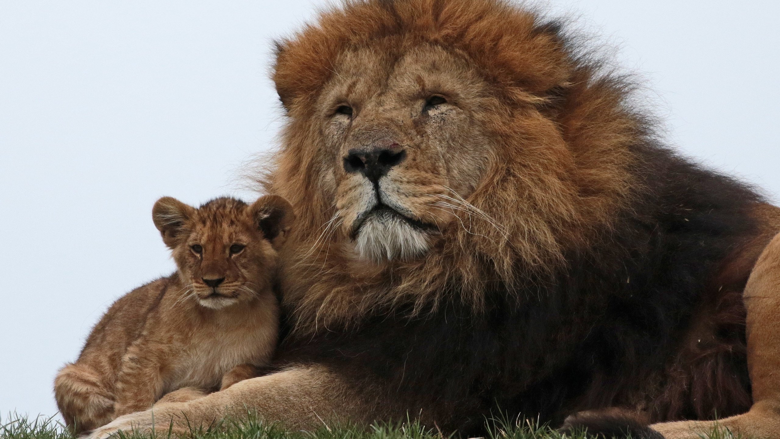 Обои львы, семья, лев, львёнок, lions, family, leo, lion разрешение 3152x2144 Загрузить