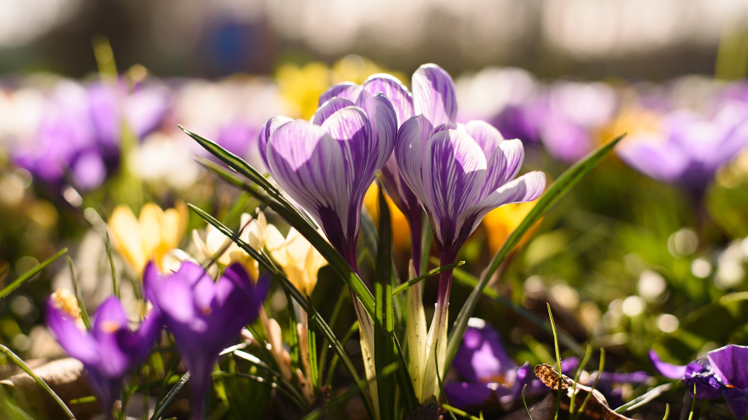 Обои цветы, весна, крокус, шафран, flowers, spring, krokus, saffron разрешение 6016x4016 Загрузить