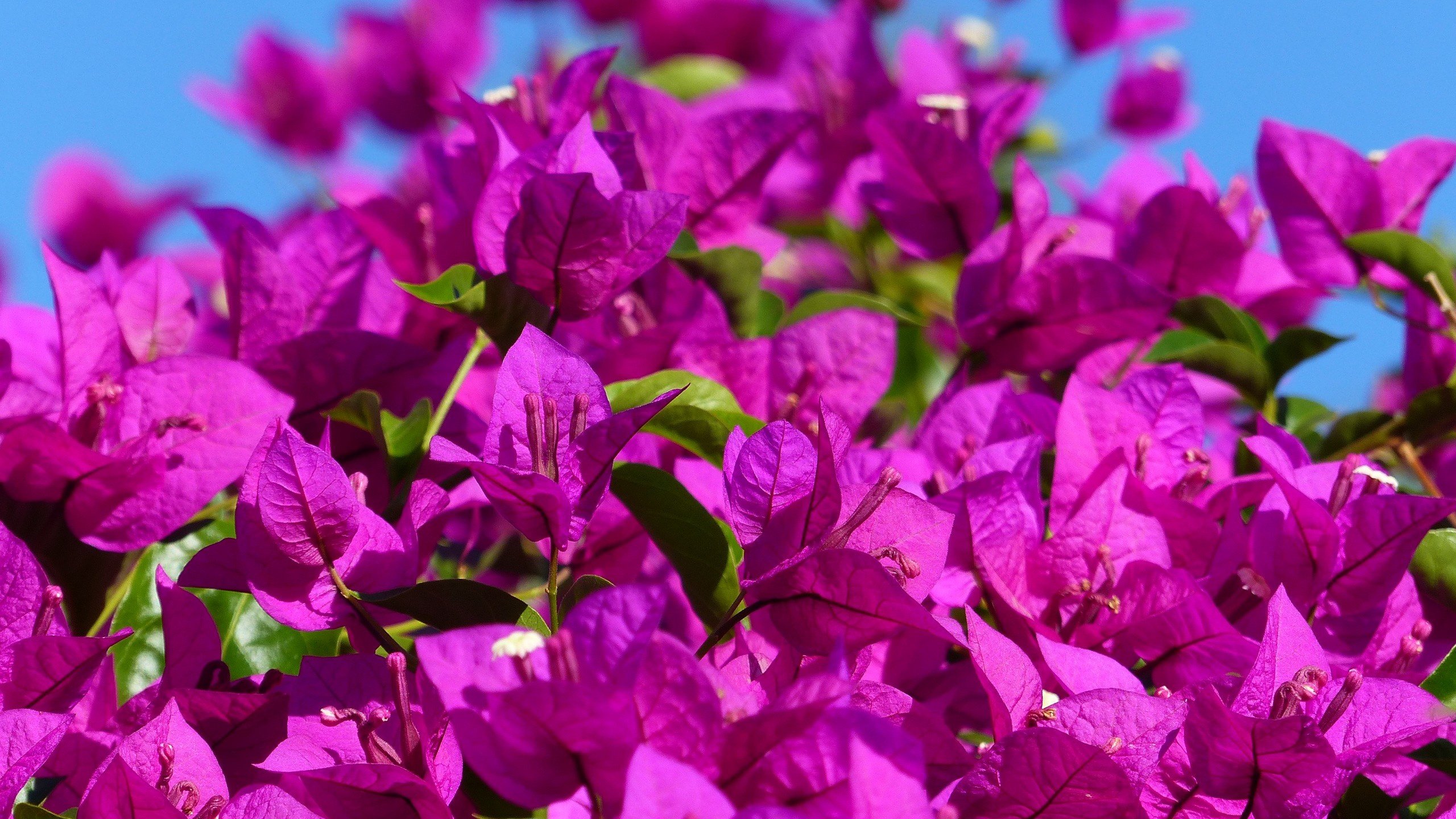 Обои цветы, цветение, растение, бугенвиллея, flowers, flowering, plant, bougainvillea разрешение 2560x1920 Загрузить