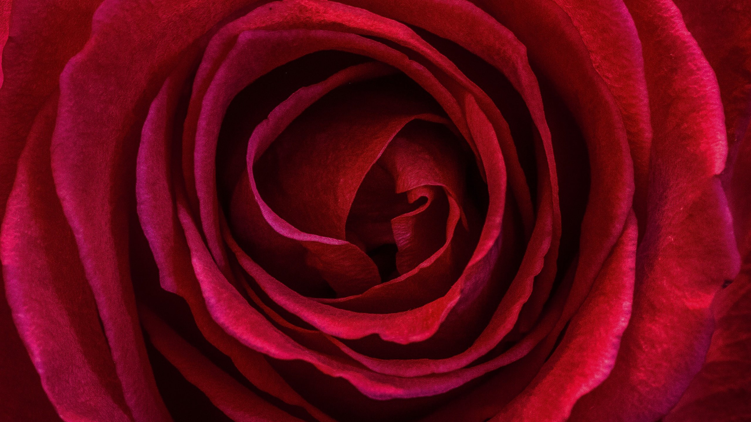 Обои макро, цветок, роза, лепестки, красная роза, macro, flower, rose, petals, red rose разрешение 3007x2609 Загрузить