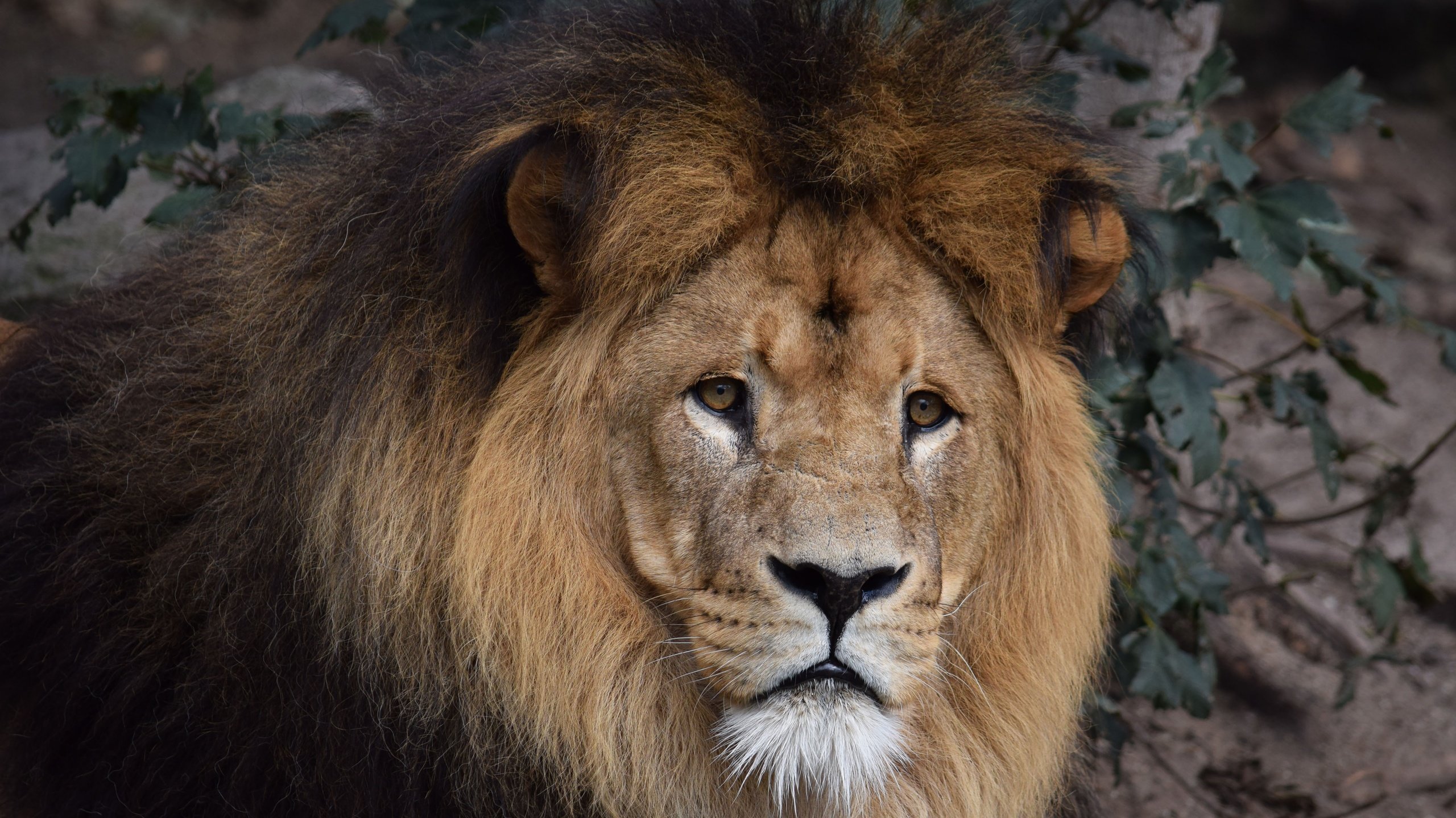 Обои глаза, морда, взгляд, хищник, лев, грива, eyes, face, look, predator, leo, mane разрешение 5928x3952 Загрузить
