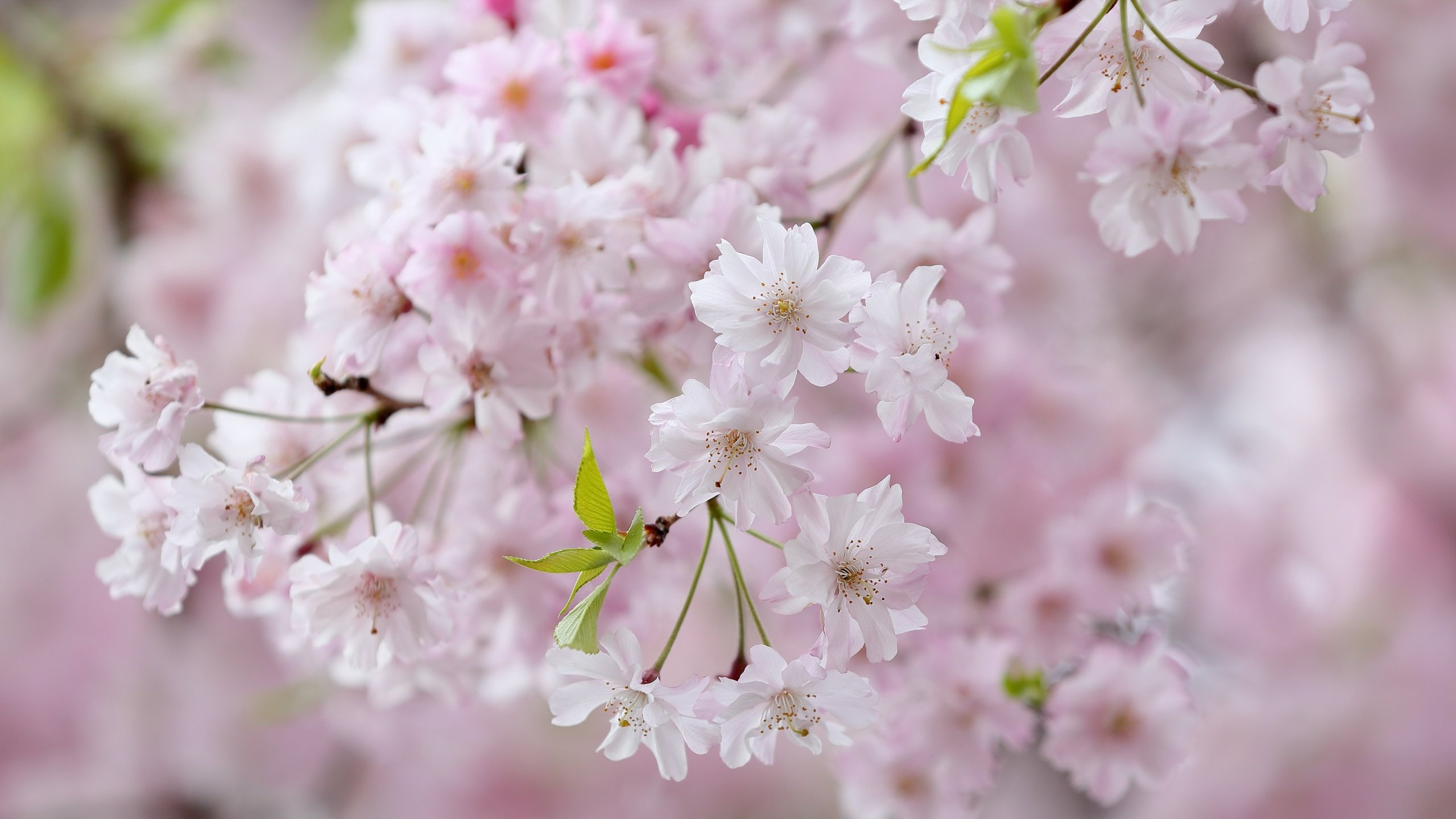 Обои цветы, цветение, ветки, весна, вишня, сакура, flowers, flowering, branches, spring, cherry, sakura разрешение 4971x3314 Загрузить