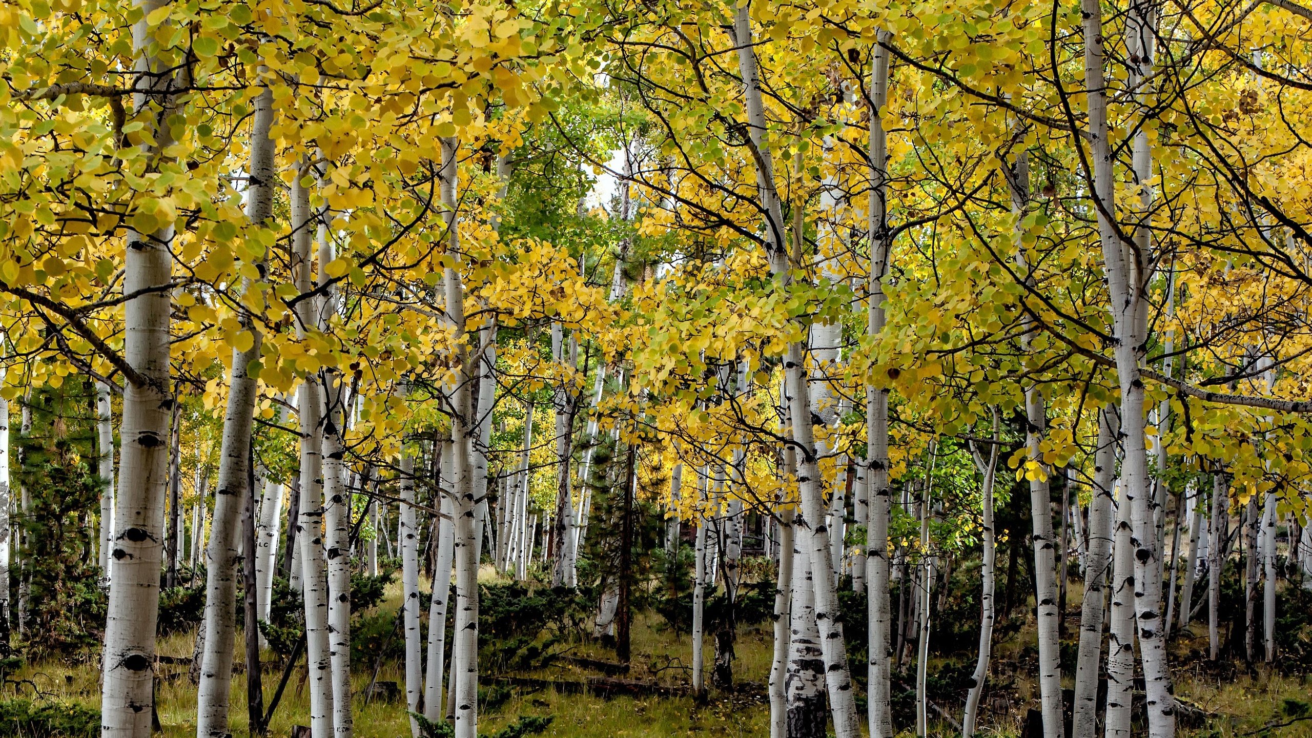 Обои деревья, осень, сша, роща, колорадо, осина, trees, autumn, usa, grove, colorado, aspen разрешение 3000x1569 Загрузить