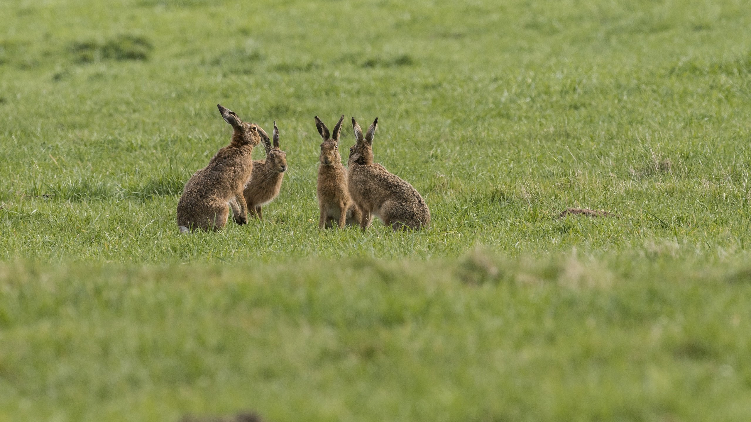 Обои трава, природа, фон, группа, животные, зайцы, grass, nature, background, group, animals, rabbits разрешение 4668x2740 Загрузить
