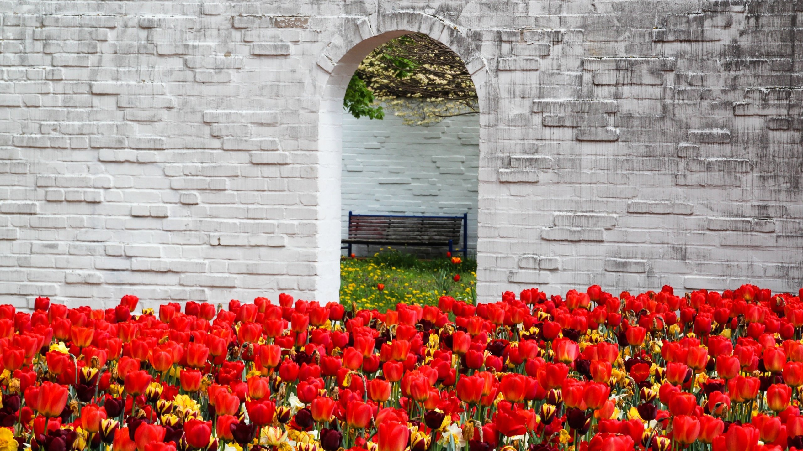 Обои цветы, стена, красные, весна, скамейка, тюльпаны, арка, flowers, wall, red, spring, bench, tulips, arch разрешение 5032x3058 Загрузить