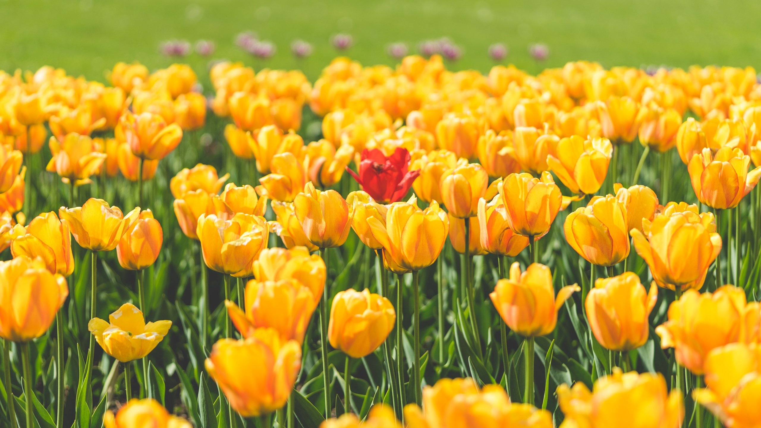 Обои цветы, лепестки, красный, тюльпаны, тюльпан, желтые, flowers, petals, red, tulips, tulip, yellow разрешение 5000x3333 Загрузить