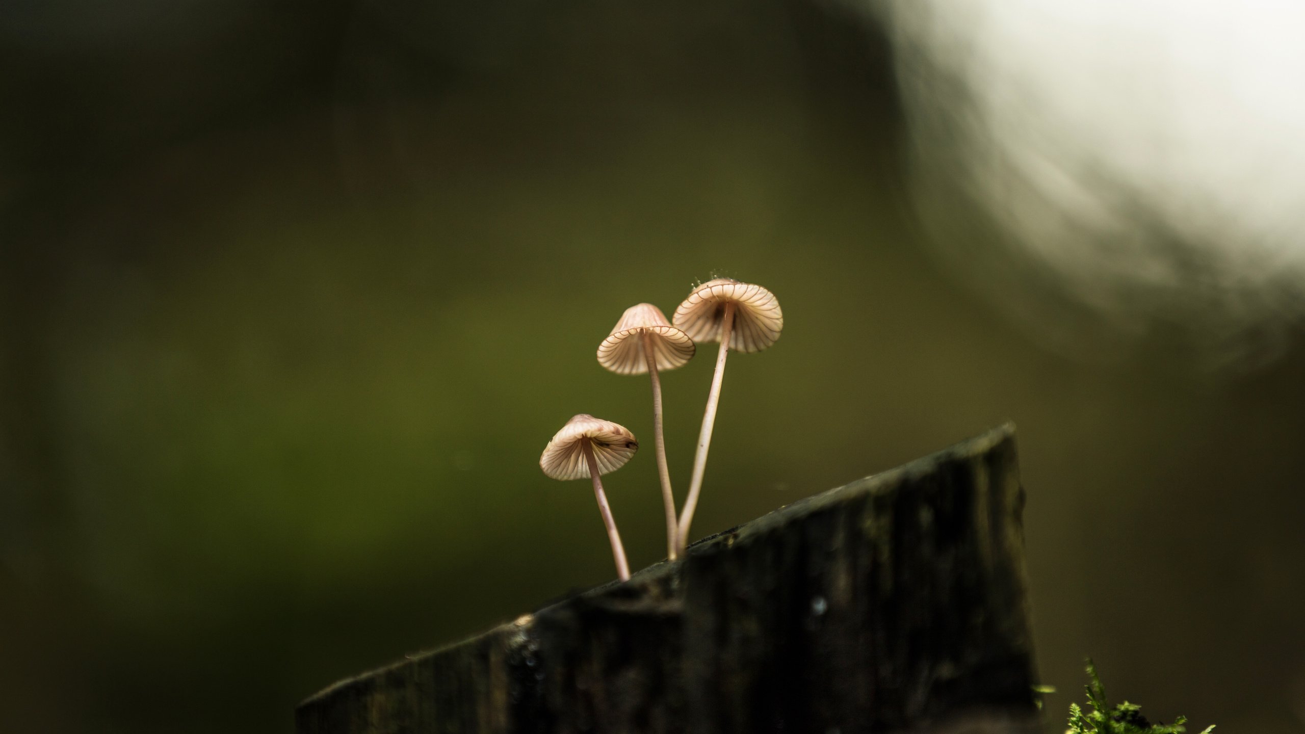 Обои природа, фон, грибы, пенек, lena held, nature, background, mushrooms, stump разрешение 5472x3648 Загрузить