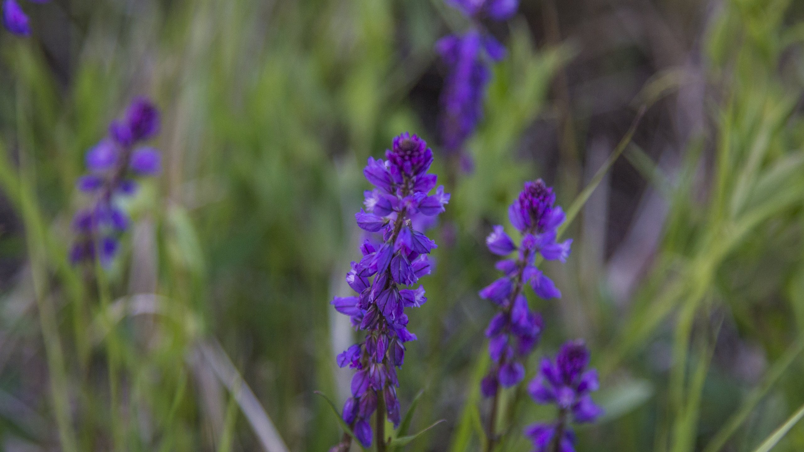 Обои цветы, природа, фон, полевые цветы, flowers, nature, background, wildflowers разрешение 5184x3456 Загрузить