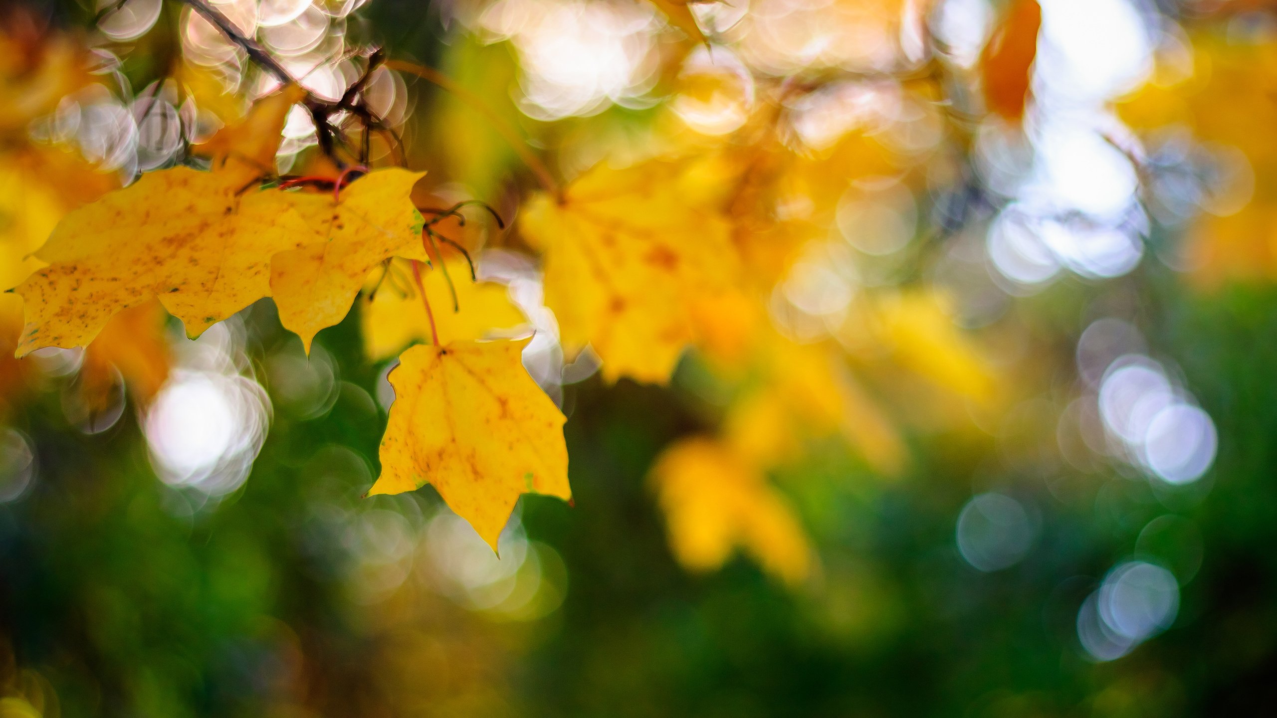 Обои листья, макро, осень, кленовый лист, боке, leaves, macro, autumn, maple leaf, bokeh разрешение 3840x2400 Загрузить