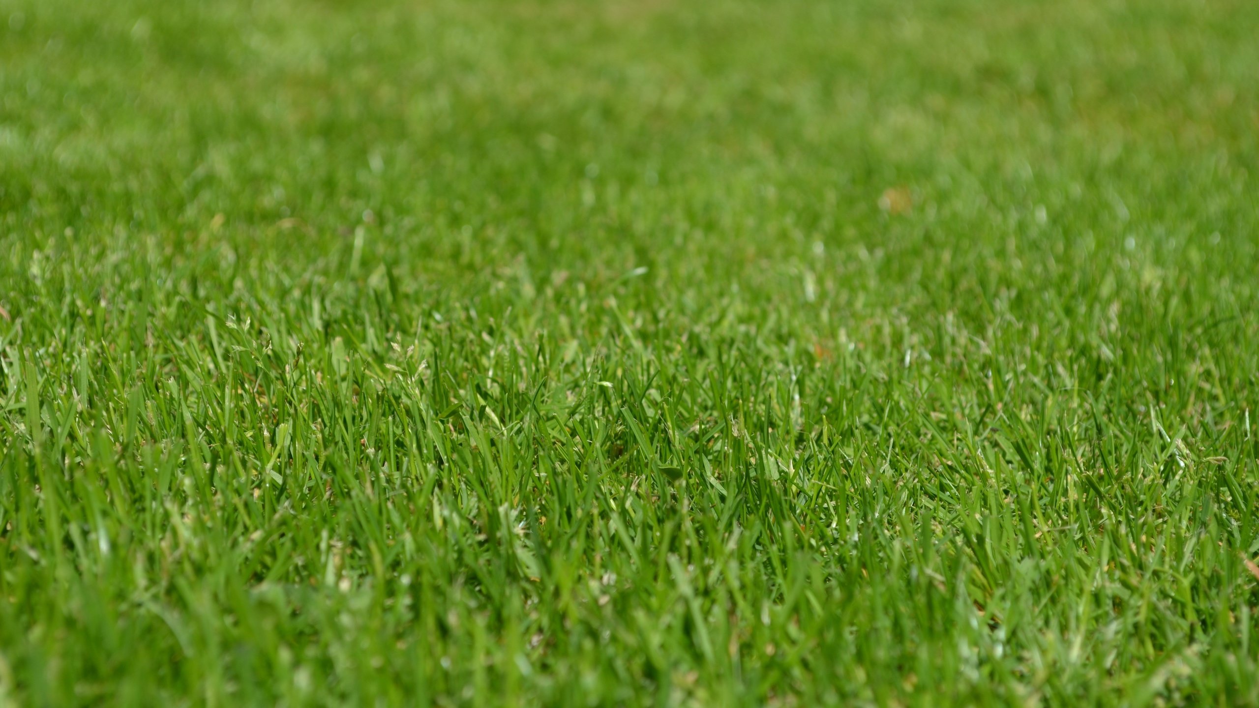 Обои трава, природа, зелень, газон, grass, nature, greens, lawn разрешение 4928x3264 Загрузить