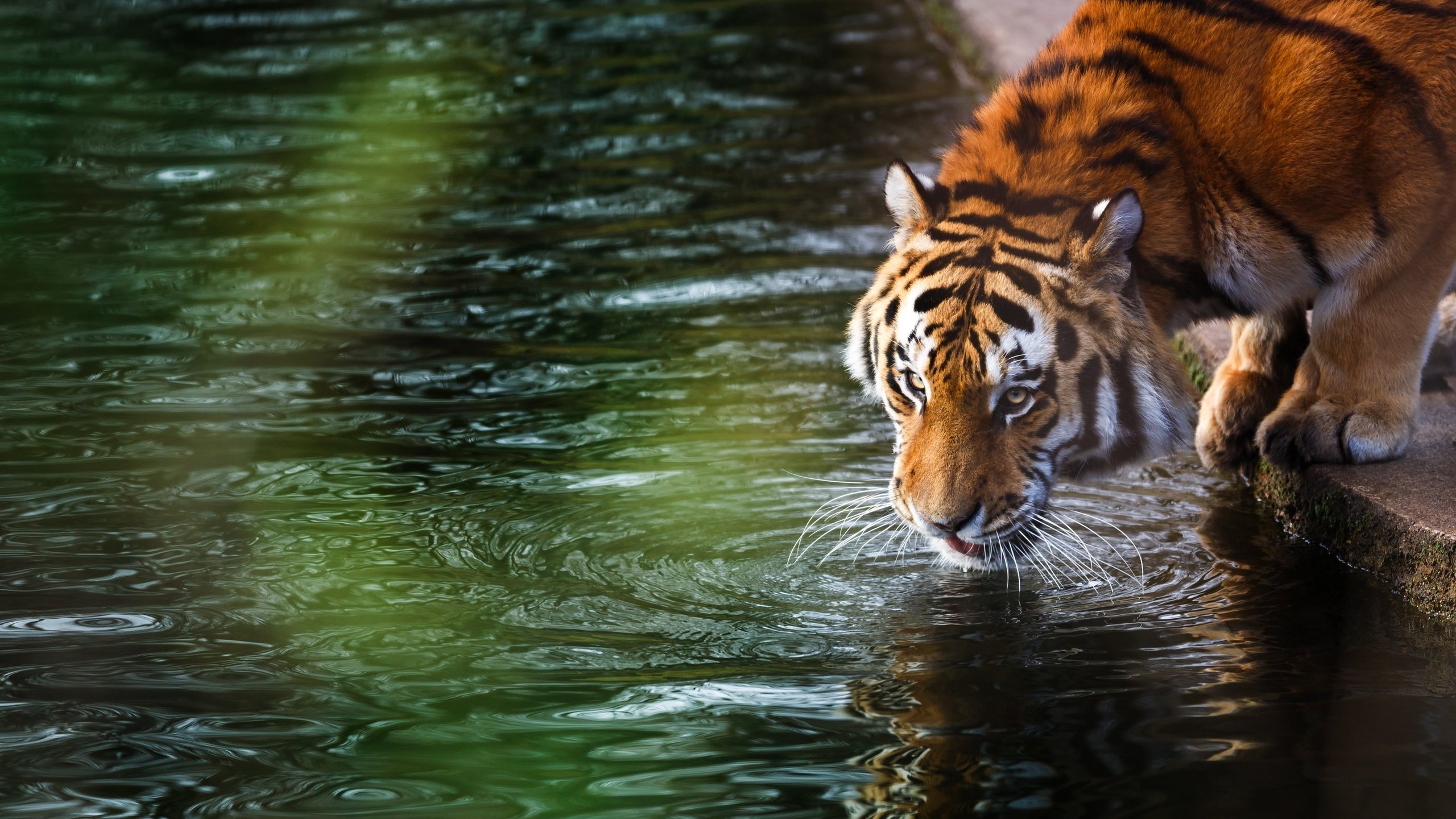 Обои тигр, морда, взгляд, хищник, дикая кошка, амурский тигр, tiger, face, look, predator, wild cat, the amur tiger разрешение 4831x2418 Загрузить