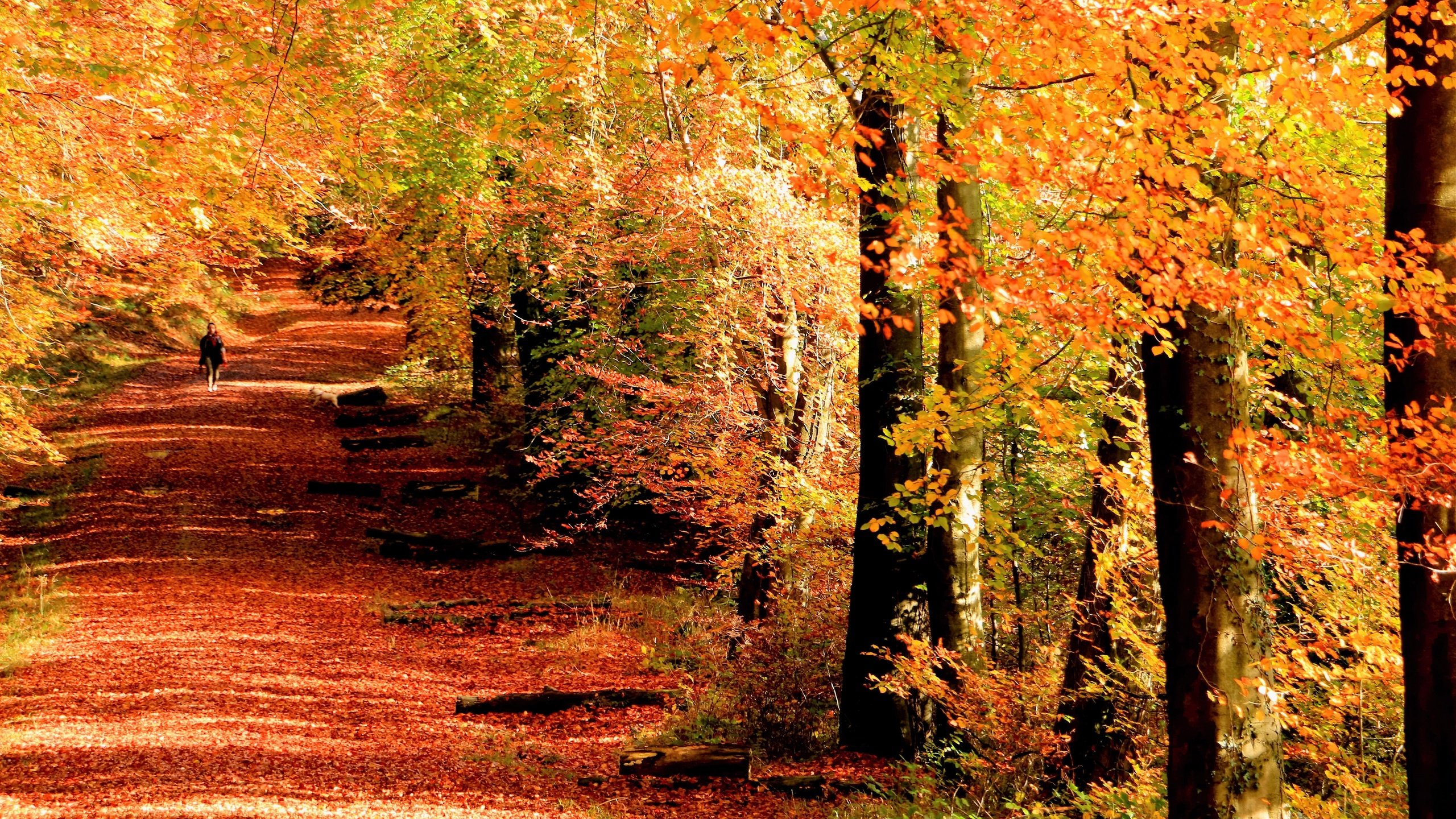 Обои деревья, девушка, стволы, листва, осень, аллея, trees, girl, trunks, foliage, autumn, alley разрешение 5419x3613 Загрузить