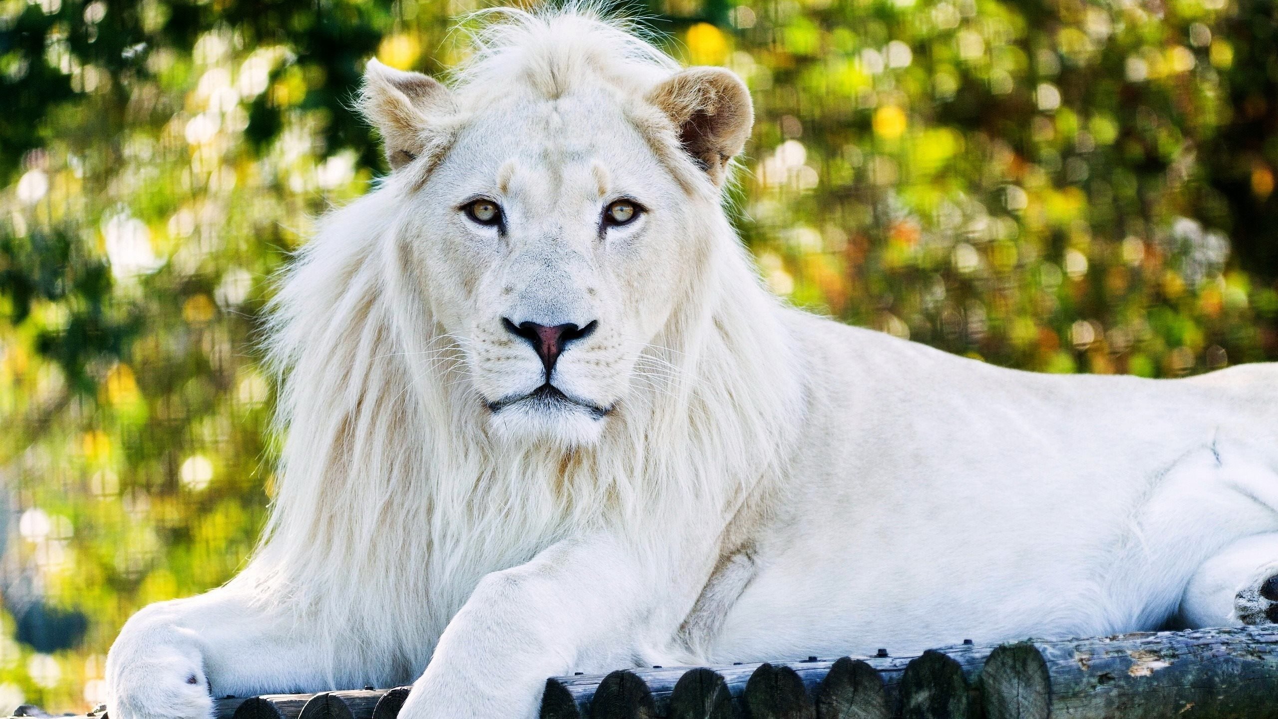 Обои хищник, лев, зоопарк, царь зверей, белый лев, predator, leo, zoo, the king of beasts, white lion разрешение 2560x1600 Загрузить