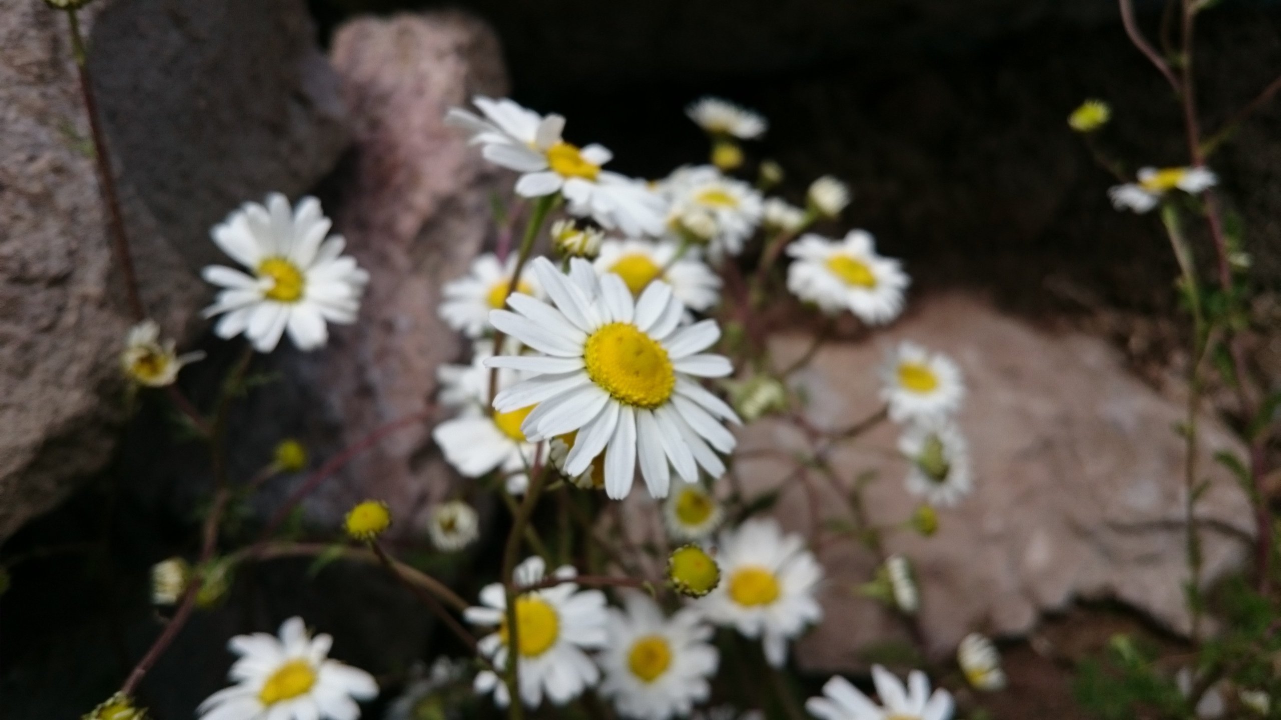 Обои цветы, лепестки, ромашки, белые, стебли, flowers, petals, chamomile, white, stems разрешение 3840x2160 Загрузить