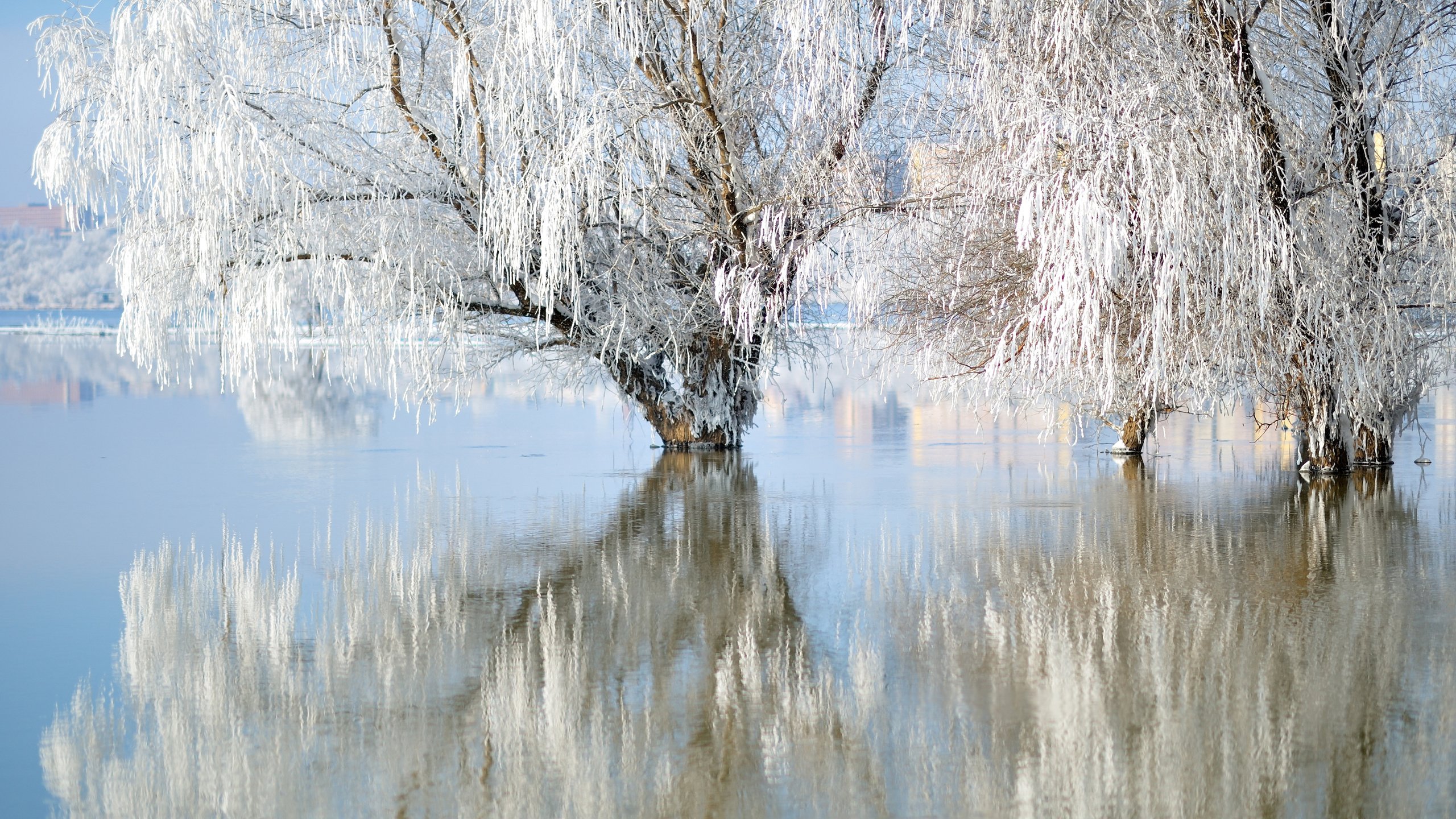 Обои озеро, природа, зима, отражение, иней, ивы, lake, nature, winter, reflection, frost, willow разрешение 3840x2400 Загрузить