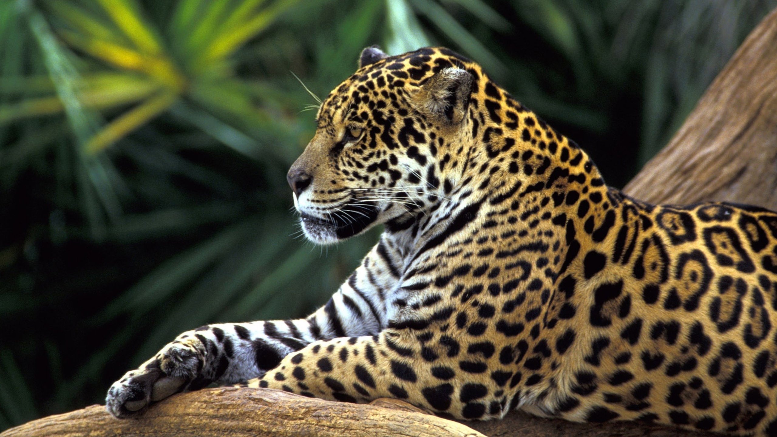 Обои морда, ч, животные, взгляд, хищник, ягуар, бразилия, дикая кошка, тропический лес, face, h, animals, look, predator, jaguar, brazil, wild cat, rainforest разрешение 4096x2160 Загрузить