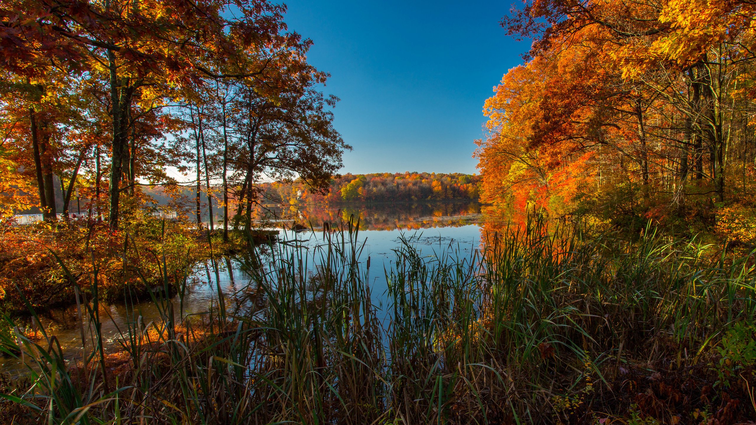 Обои трава, ice lakes, деревья, озеро, природа, осень, сша, колорадо, осень. озеро, grass, trees, lake, nature, autumn, usa, colorado, autumn. lake разрешение 3600x2200 Загрузить