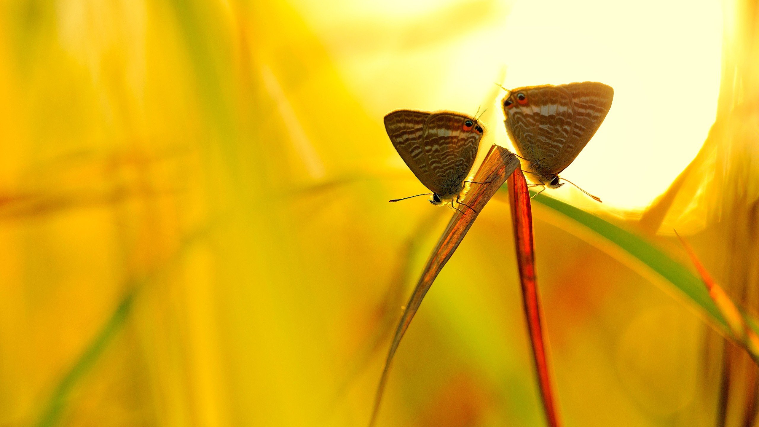 Обои трава, макро, насекомые, бабочки, grass, macro, insects, butterfly разрешение 2560x1600 Загрузить