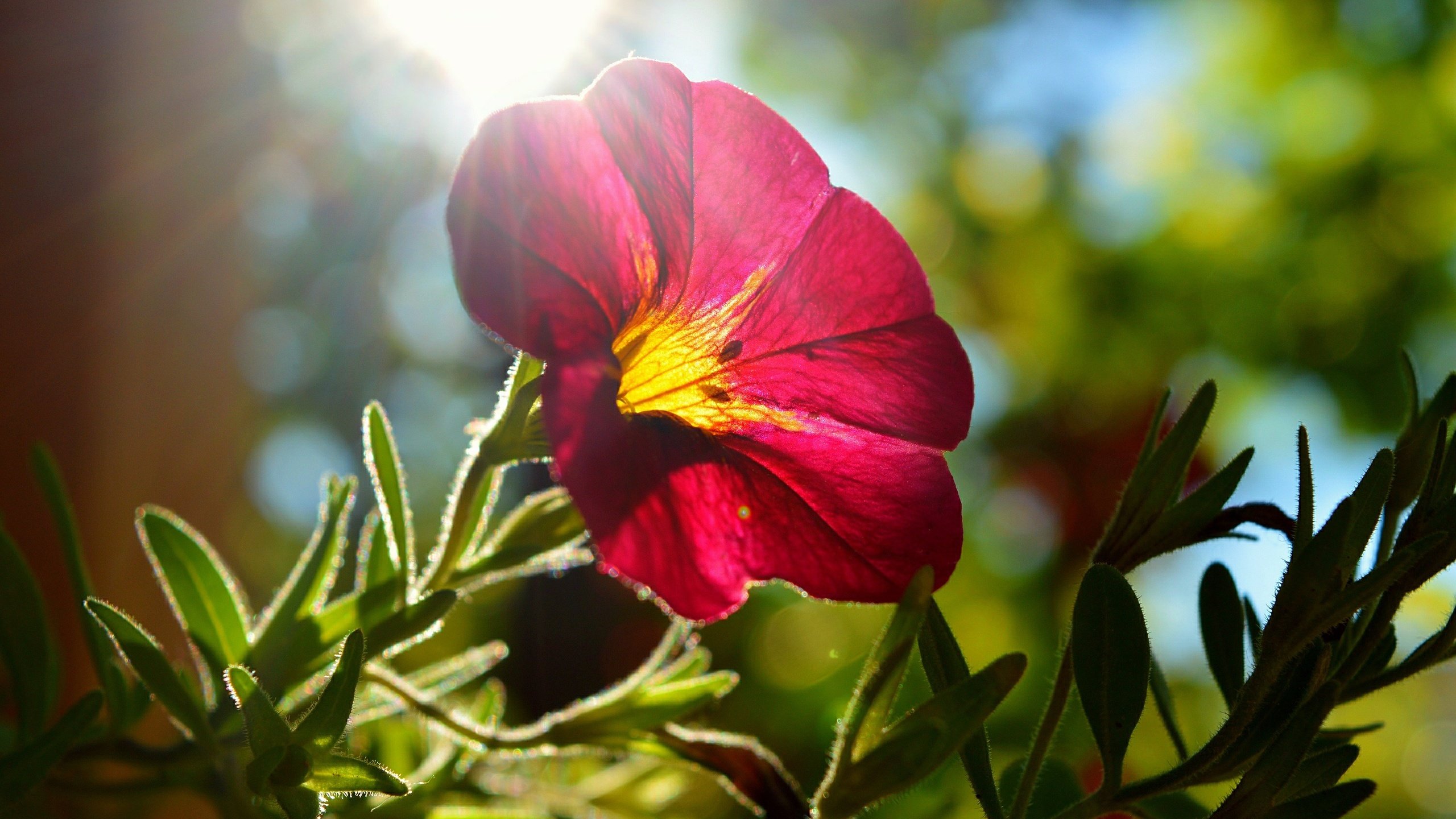 Обои листья, цветок, лепестки, солнечные лучи, мальва, leaves, flower, petals, the sun's rays, mallow разрешение 3000x1864 Загрузить