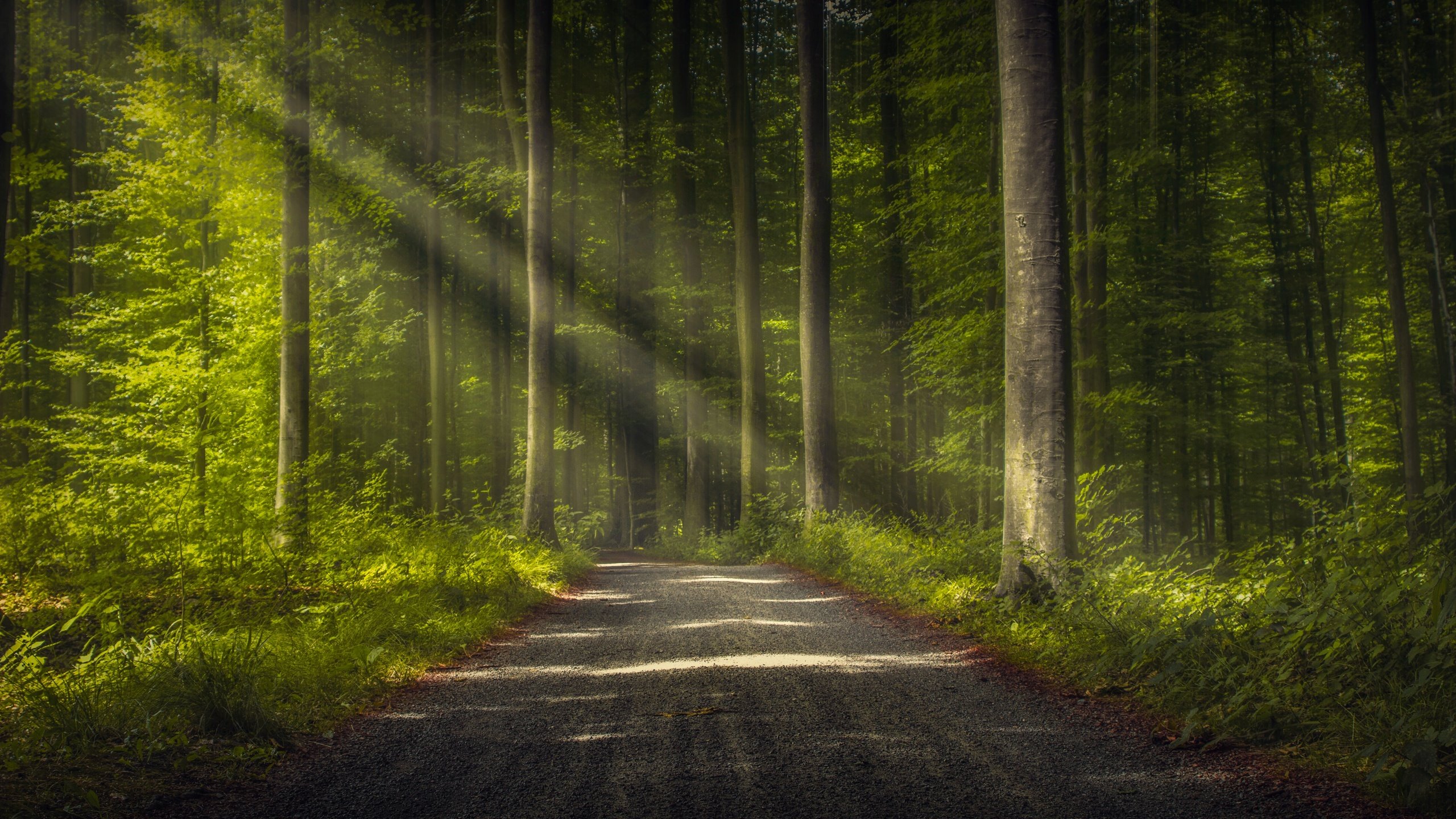 Обои дорога, деревья, лес, стволы, лучи света, road, trees, forest, trunks, rays of light разрешение 6144x3760 Загрузить