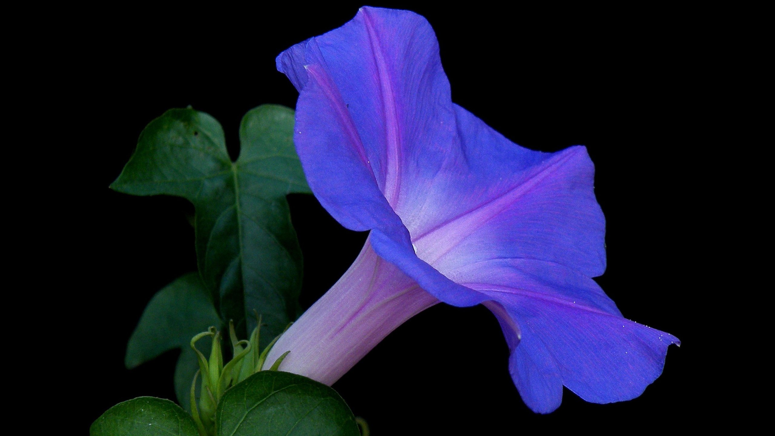 Обои природа, листья, фон, цветок, лепестки, черный фон, вьюнок, nature, leaves, background, flower, petals, black background, bindweed разрешение 2650x1650 Загрузить