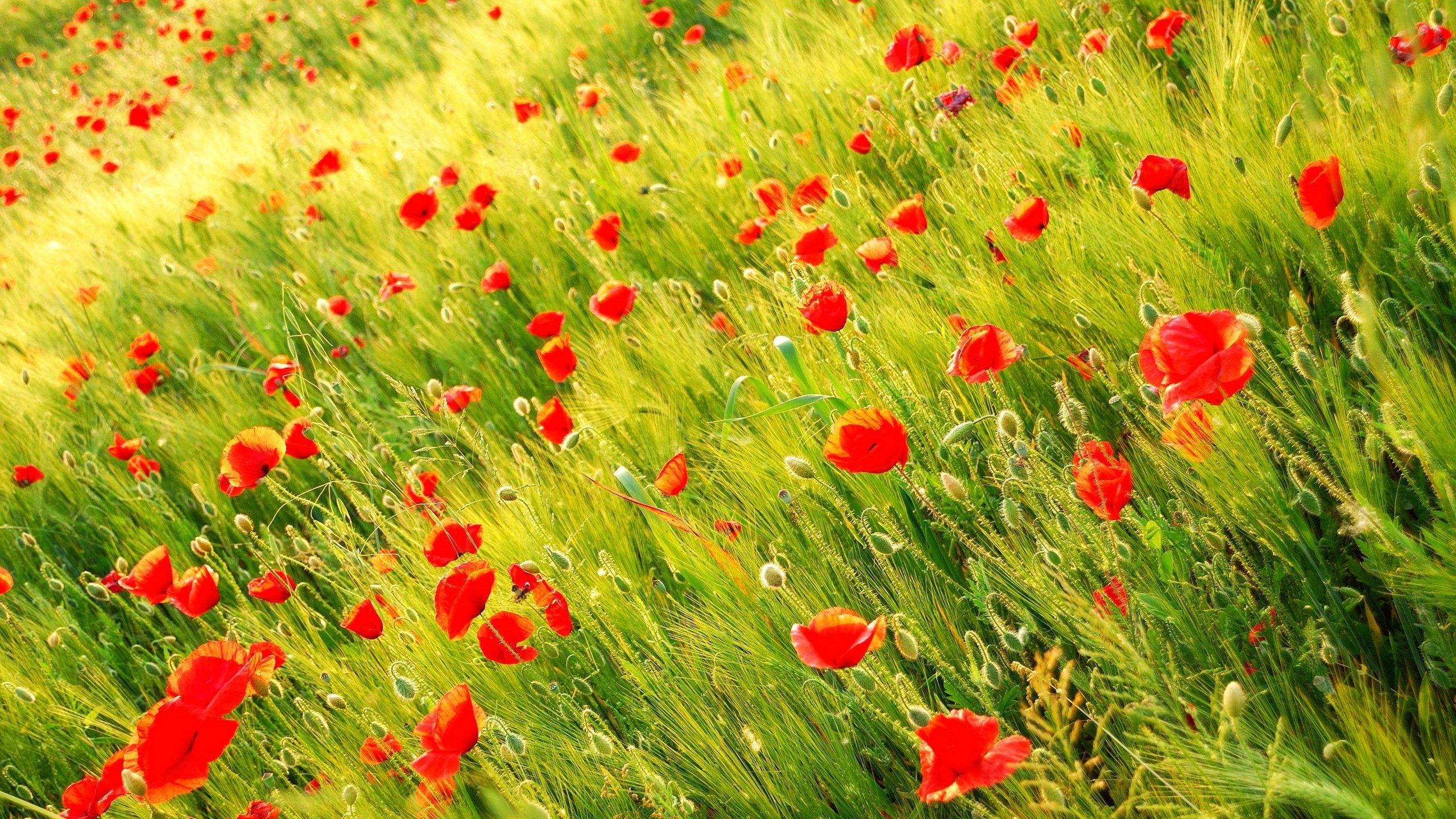 Обои цветы, трава, природа, поле, лепестки, красные, маки, луг, flowers, grass, nature, field, petals, red, maki, meadow разрешение 2560x1600 Загрузить