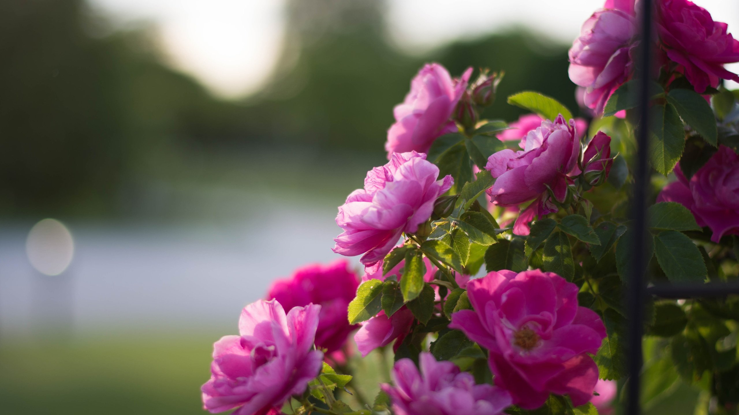 Обои цветы, бутоны, розы, лепестки, боке, розовый куст, flowers, buds, roses, petals, bokeh, rose bush разрешение 4000x2684 Загрузить