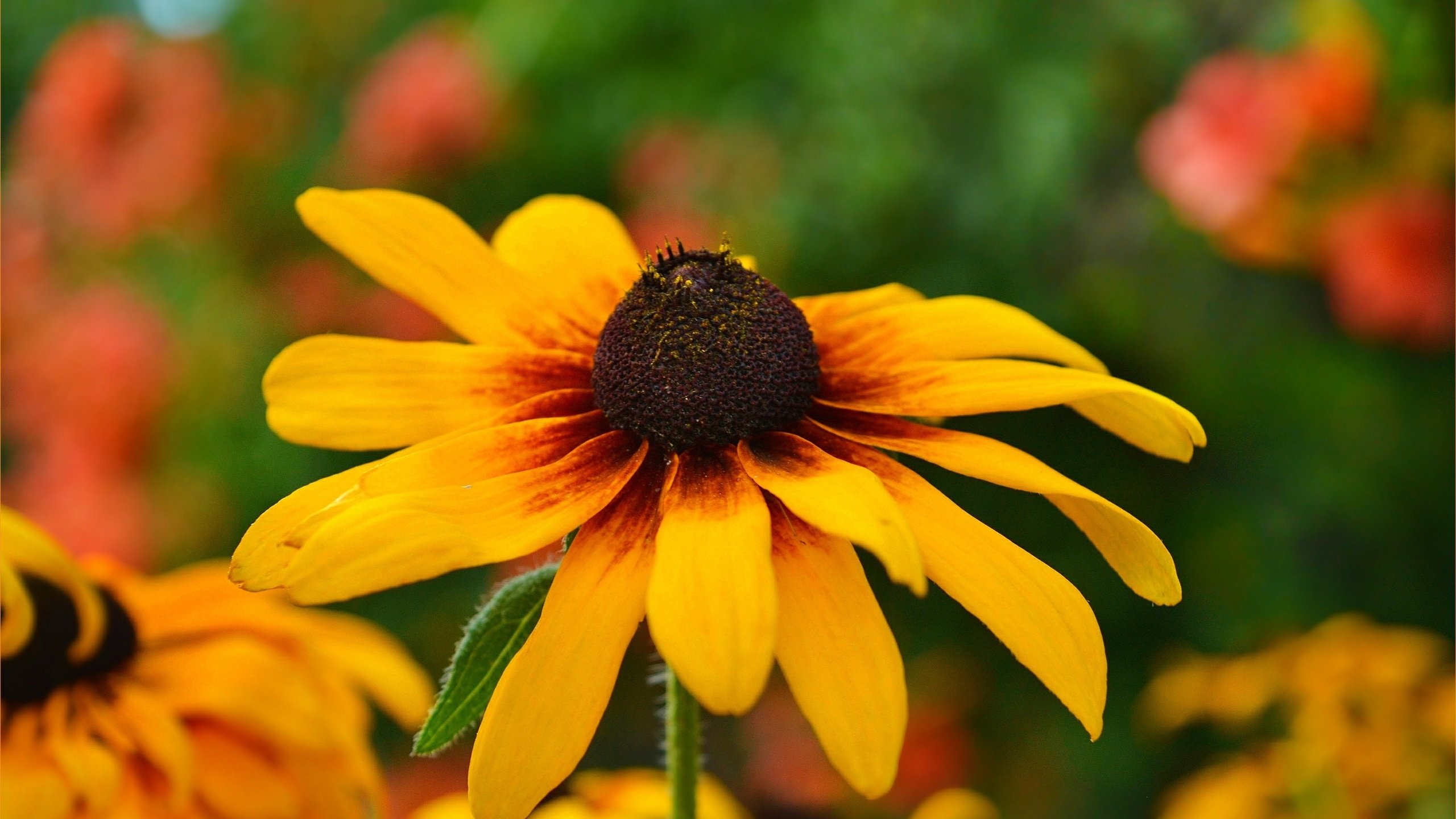 Обои желтый, цветок, лепестки, рудбекия, yellow, flower, petals, rudbeckia разрешение 3002x1854 Загрузить