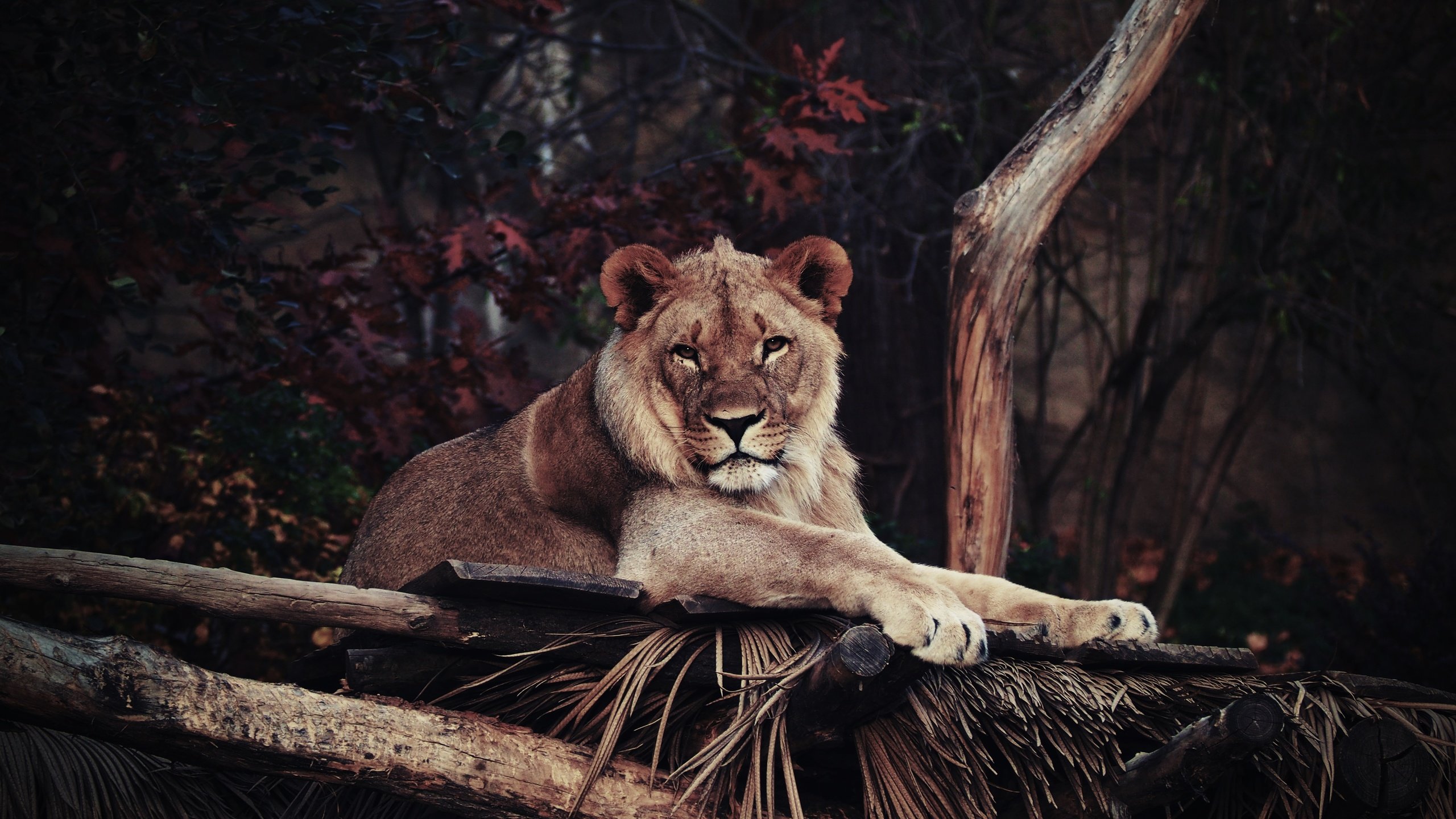 Обои морда, взгляд, лежит, хищник, лев, львица, дикая кошка, face, look, lies, predator, leo, lioness, wild cat разрешение 4608x3072 Загрузить
