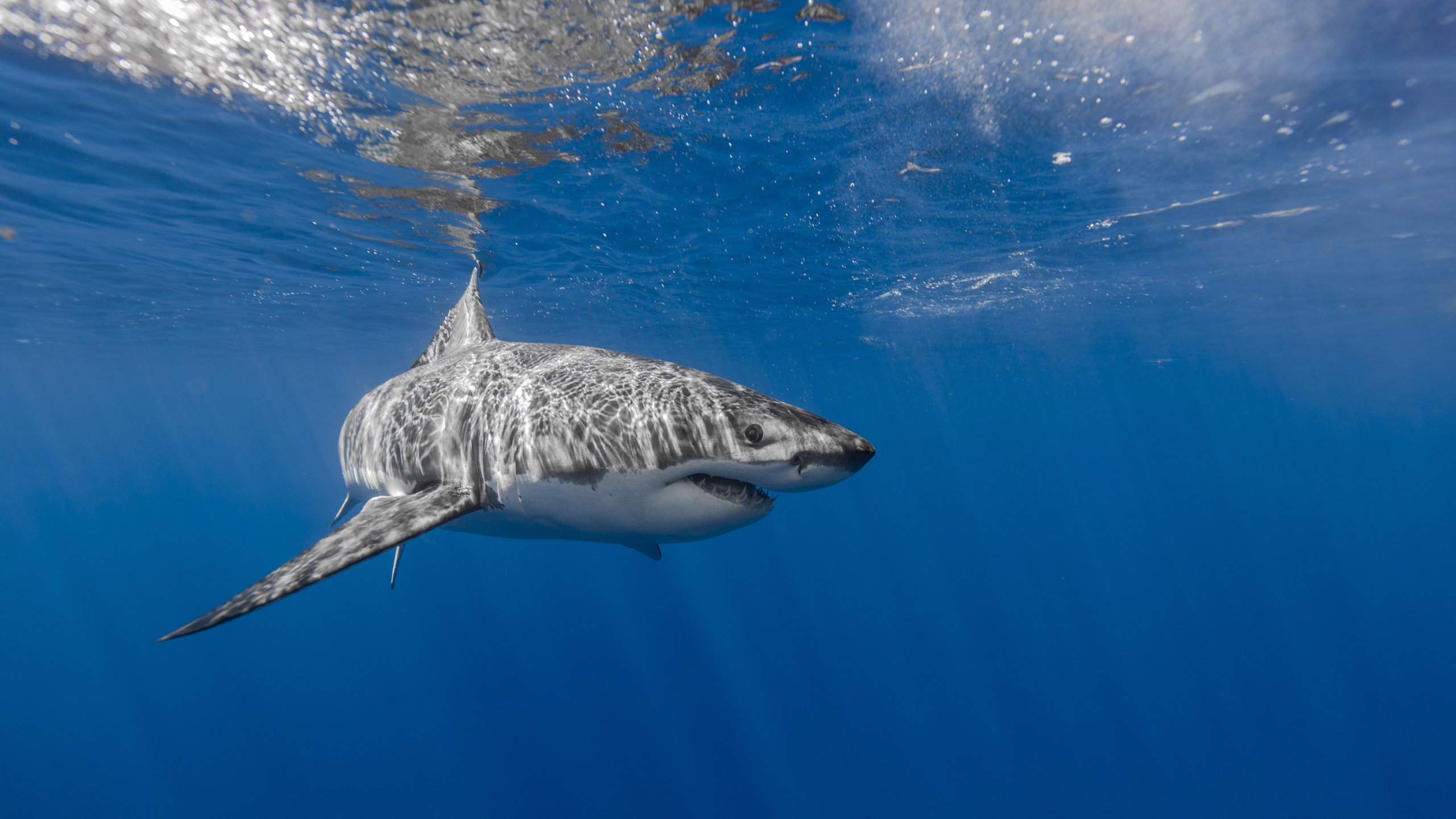 Берингово море акулы