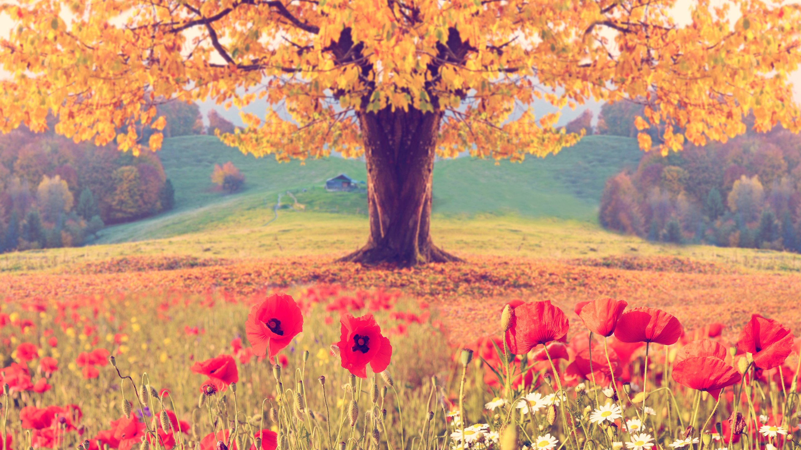 Обои цветы, природа, дерево, пейзаж, листва, осень, маки, flowers, nature, tree, landscape, foliage, autumn, maki разрешение 2880x1800 Загрузить