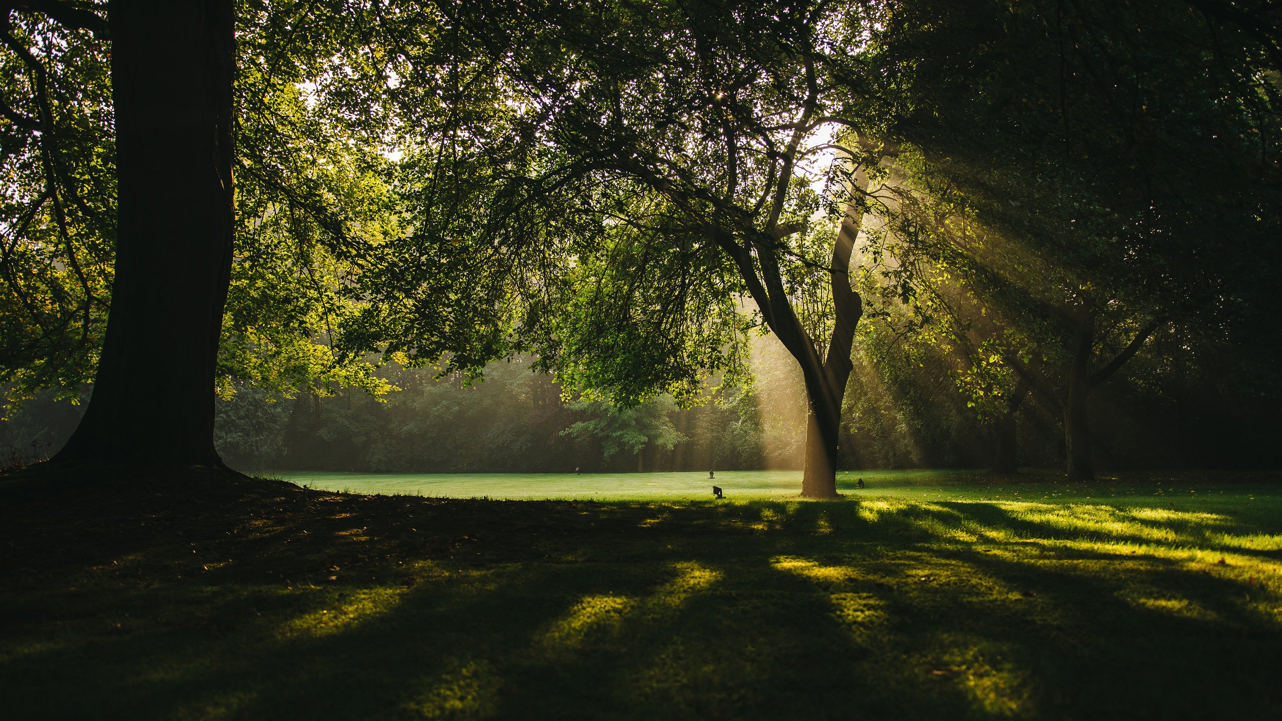 Обои деревья, природа, лучи, парк, ветки, солнечные лучи, trees, nature, rays, park, branches, the sun's rays разрешение 3840x2400 Загрузить