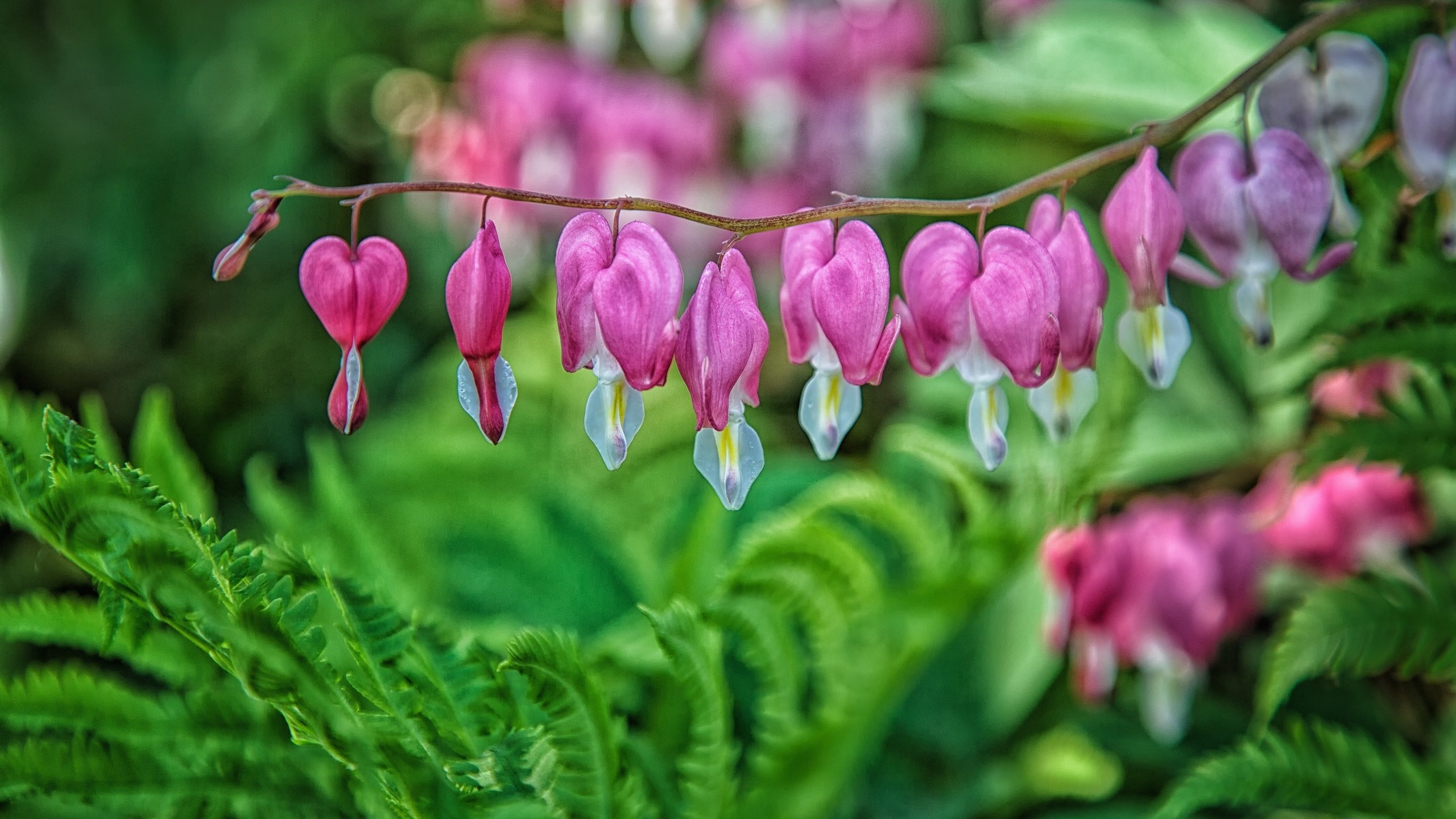 Обои цветы, растения, макро, дицентра, разбитое сердце, flowers, plants, macro, the bleeding heart, broken heart разрешение 2880x1920 Загрузить