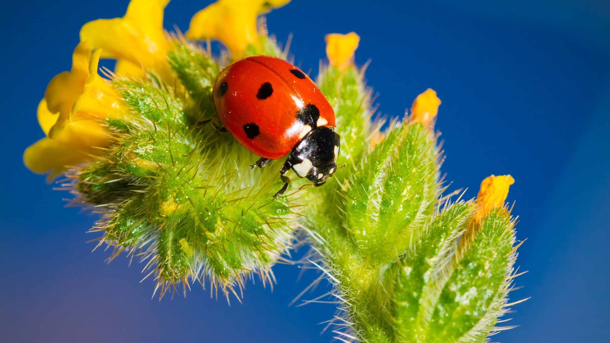 Обои насекомое, цветок, божья коровка, крупным планом, insect, flower, ladybug, closeup разрешение 3456x2368 Загрузить