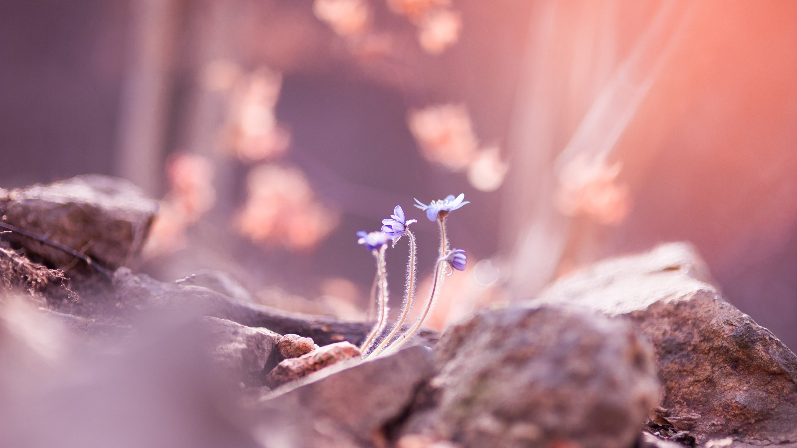 Обои цветы, камни, размытость, весна, flowers, stones, blur, spring разрешение 4256x2832 Загрузить