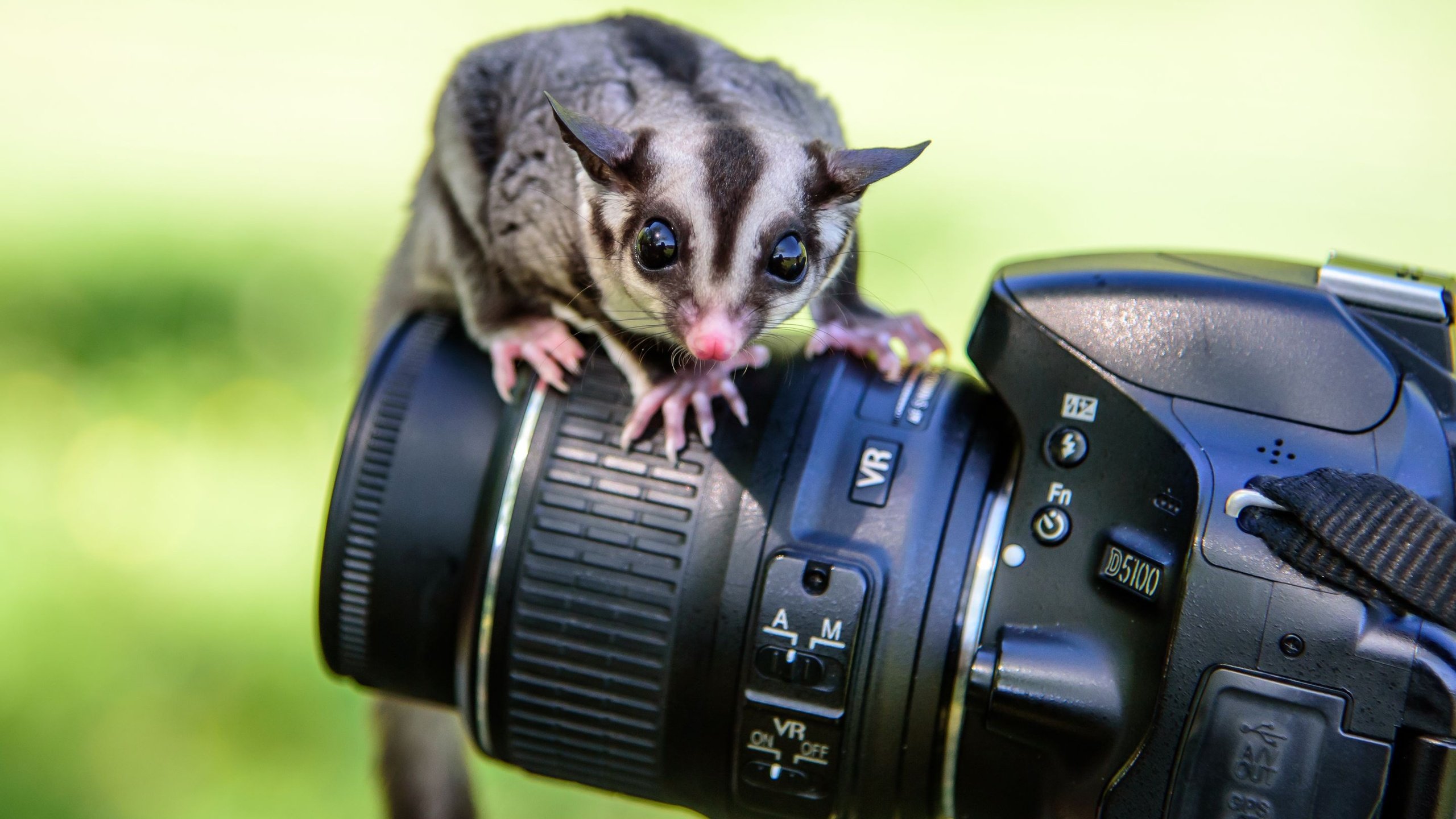Обои фотоаппарат, животное, камера, the camera, animal, camera разрешение 2880x1922 Загрузить