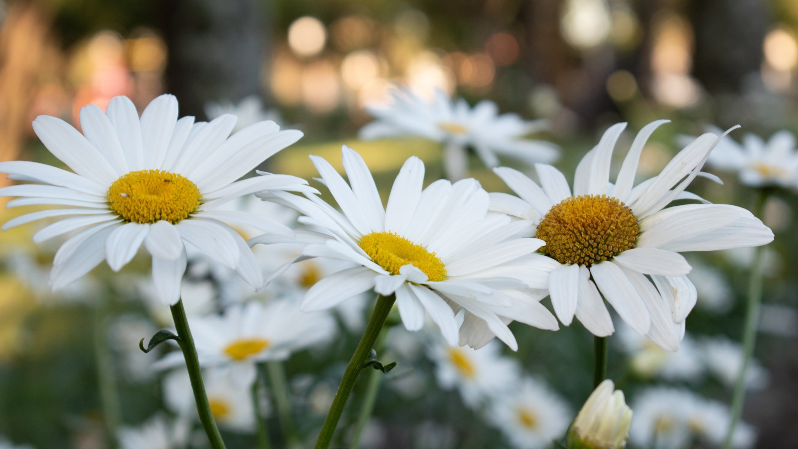 Обои цветы, ромашки, белые, клумба, боке, flowers, chamomile, white, flowerbed, bokeh разрешение 3600x2400 Загрузить