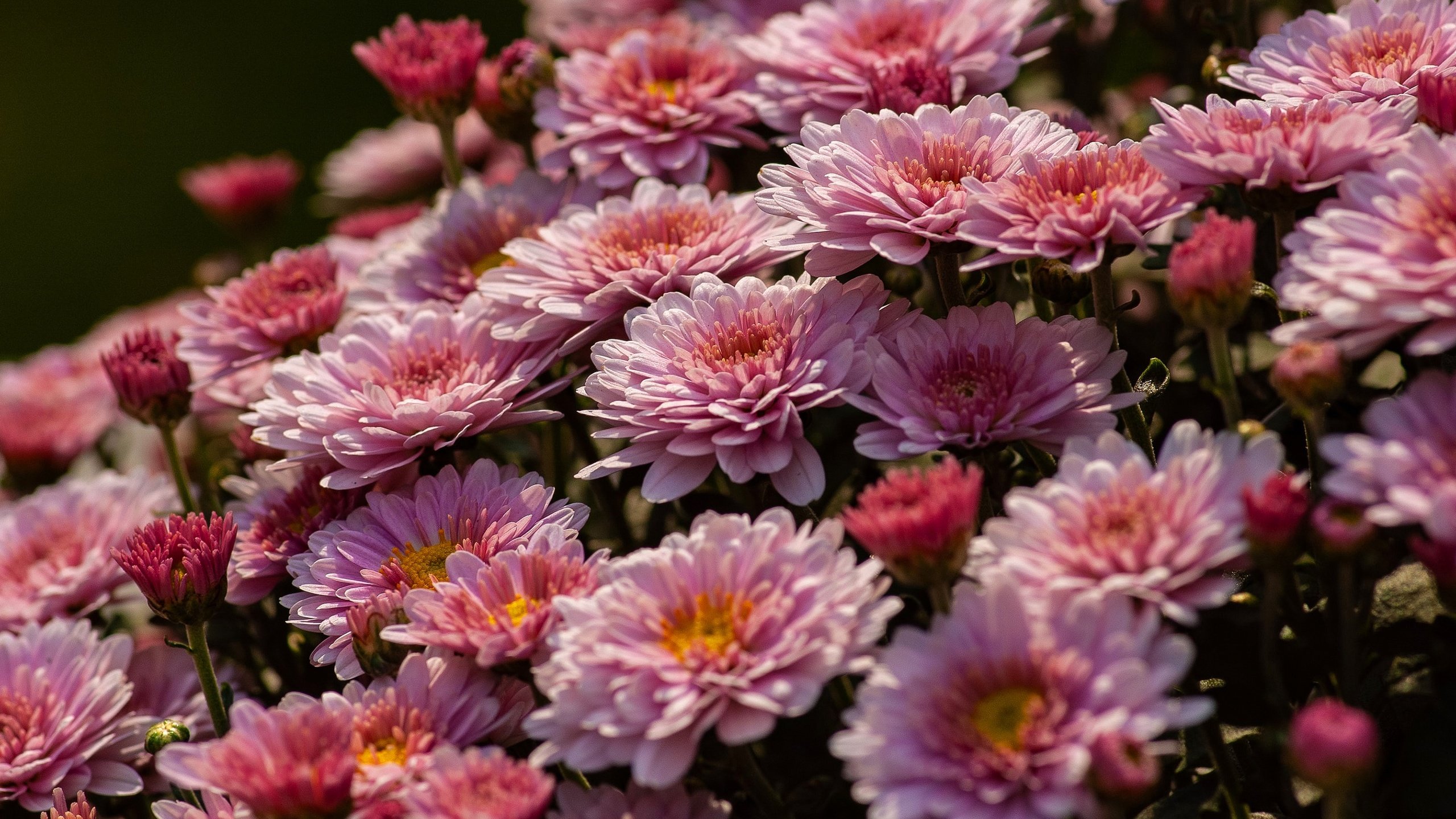 Обои цветы, розовые, куст, много, хризантемы, flowers, pink, bush, a lot, chrysanthemum разрешение 2880x1620 Загрузить