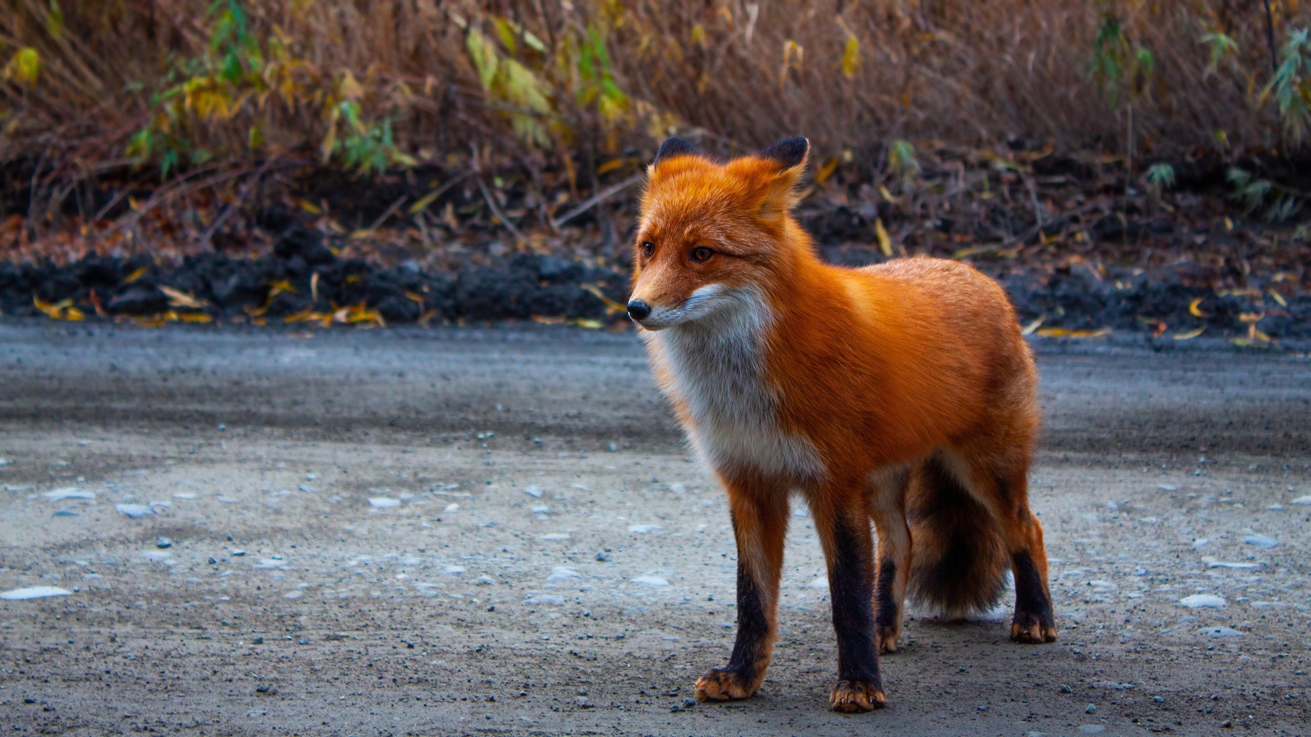 Обои дорога, природа, рыжая, лиса, road, nature, red, fox разрешение 2880x1620 Загрузить