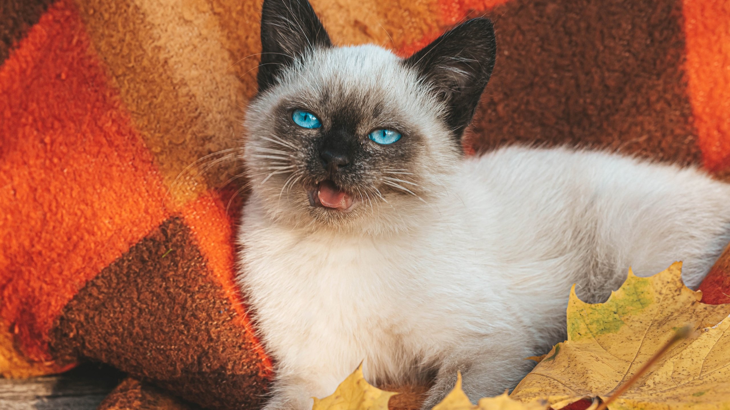 Обои листья, сиамская кошка, кот, мордочка, осень, котенок, белый, голубые глаза, плед, leaves, siamese cat, cat, muzzle, autumn, kitty, white, blue eyes, plaid разрешение 3000x2000 Загрузить