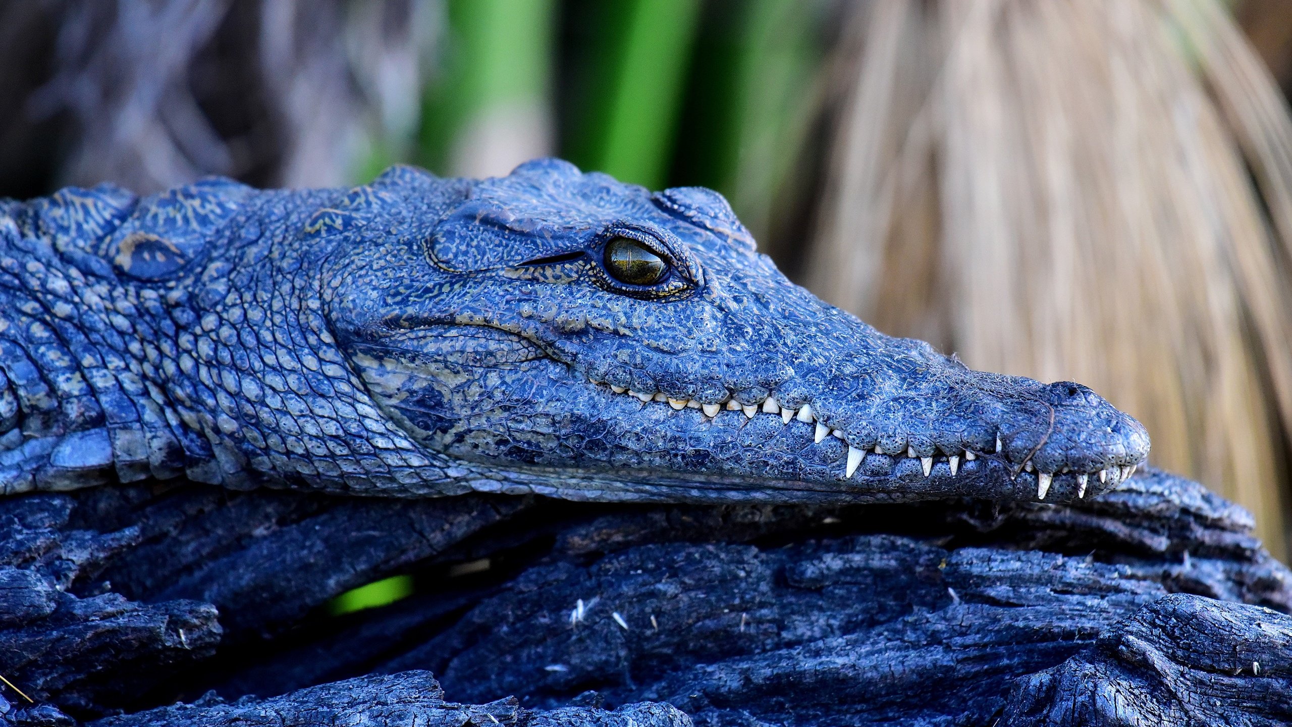 Обои морда, взгляд, крокодил, бревно, рептилия, face, look, crocodile, log, reptile разрешение 3840x2563 Загрузить