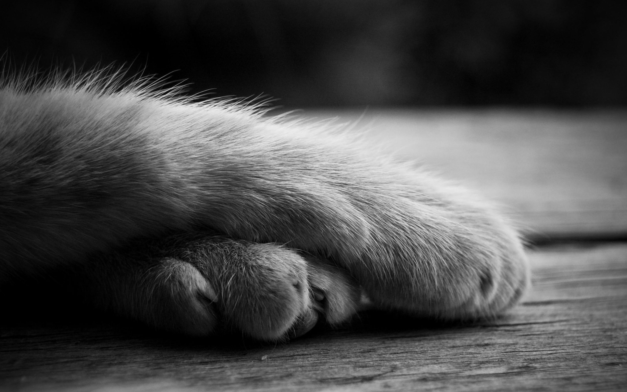 Обои лапы, кошка, чёрно-белое, лежит, paws, cat, black and white, lies разрешение 2843x1803 Загрузить