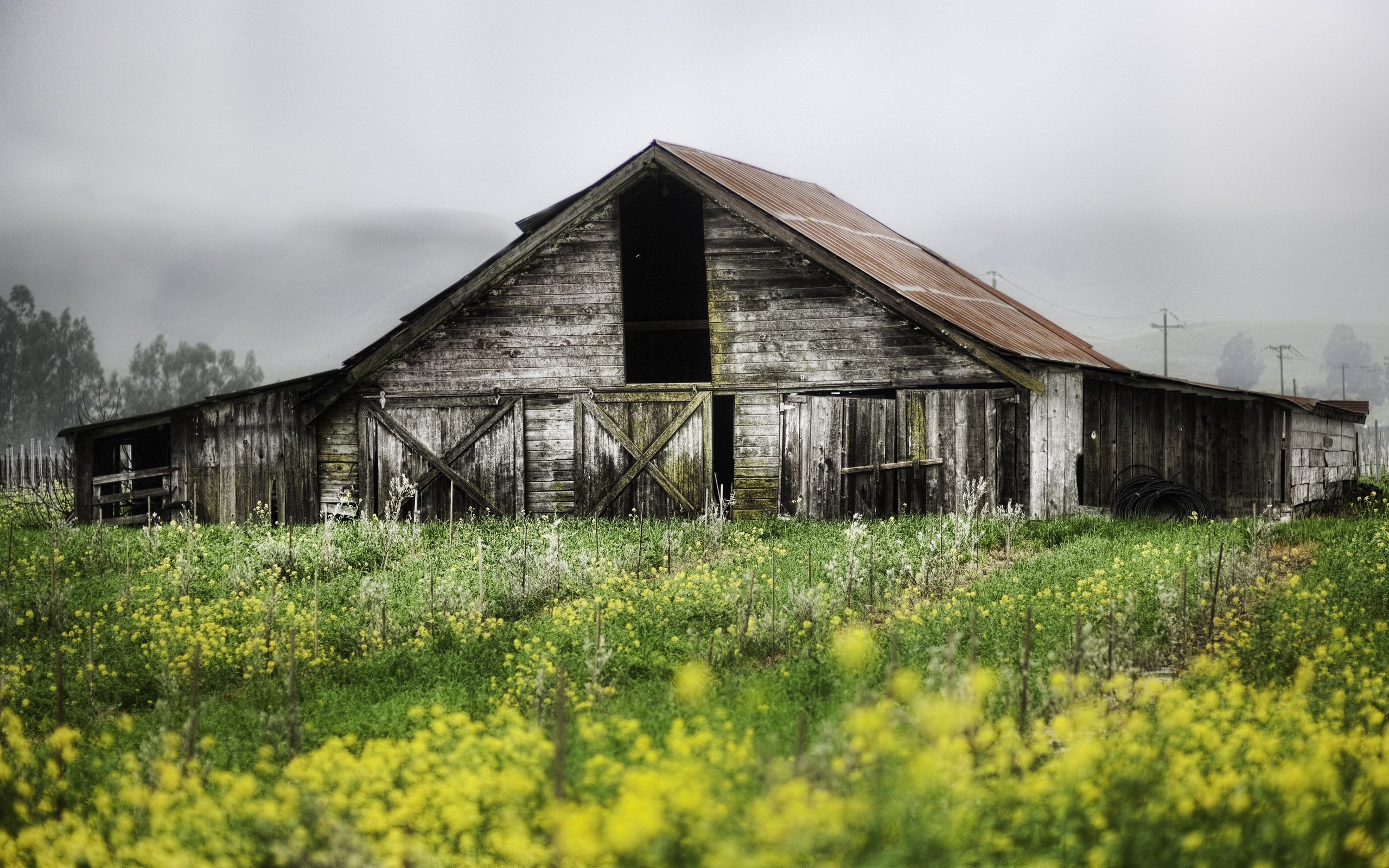 Обои природа, растения, пейзаж, сад, дом, заброшенная, постройка, nature, plants, landscape, garden, house, abandoned, building разрешение 5024x3168 Загрузить