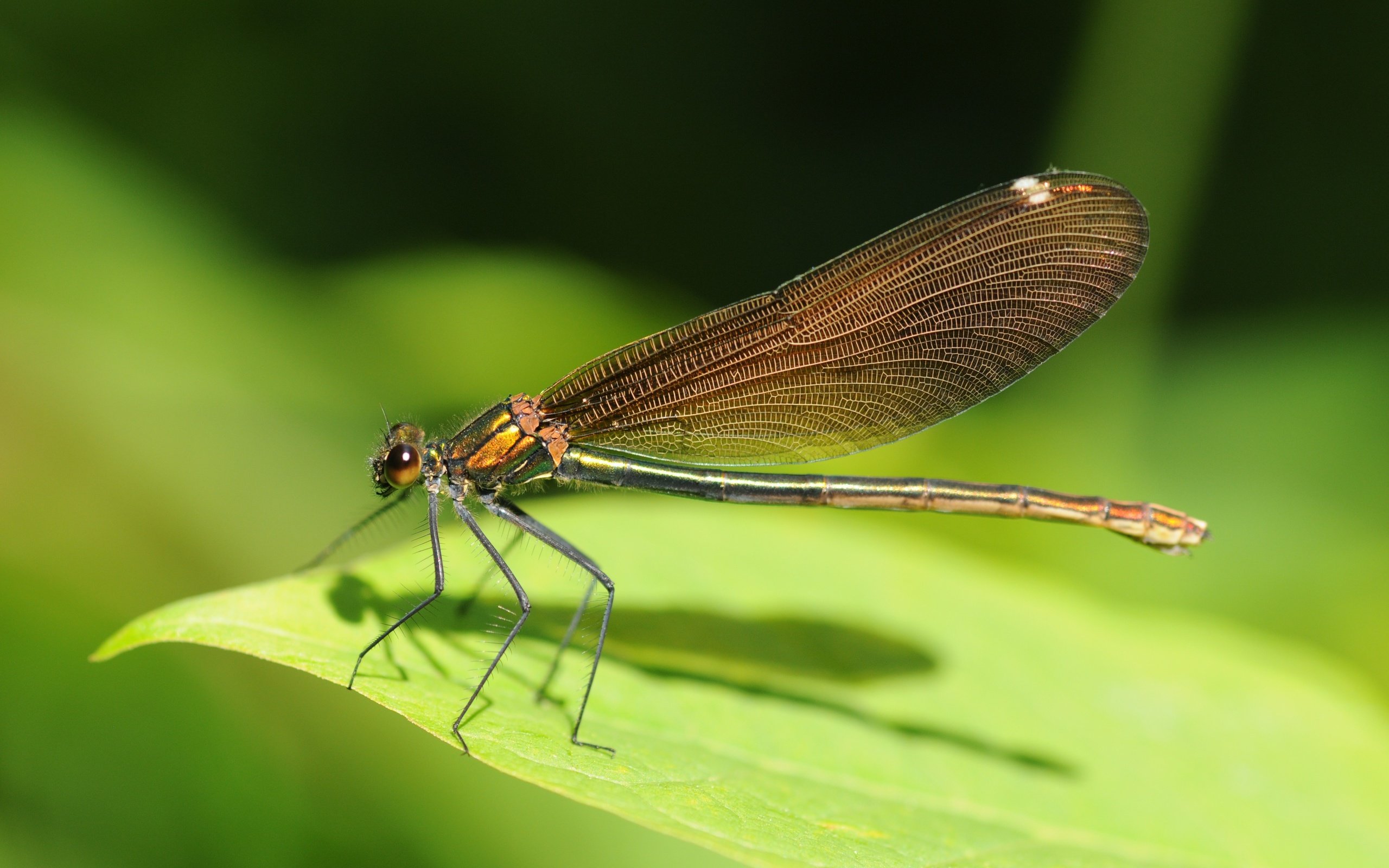 Обои зелёный, лист, насекомые, стрекоза, green, sheet, insects, dragonfly разрешение 4288x2848 Загрузить