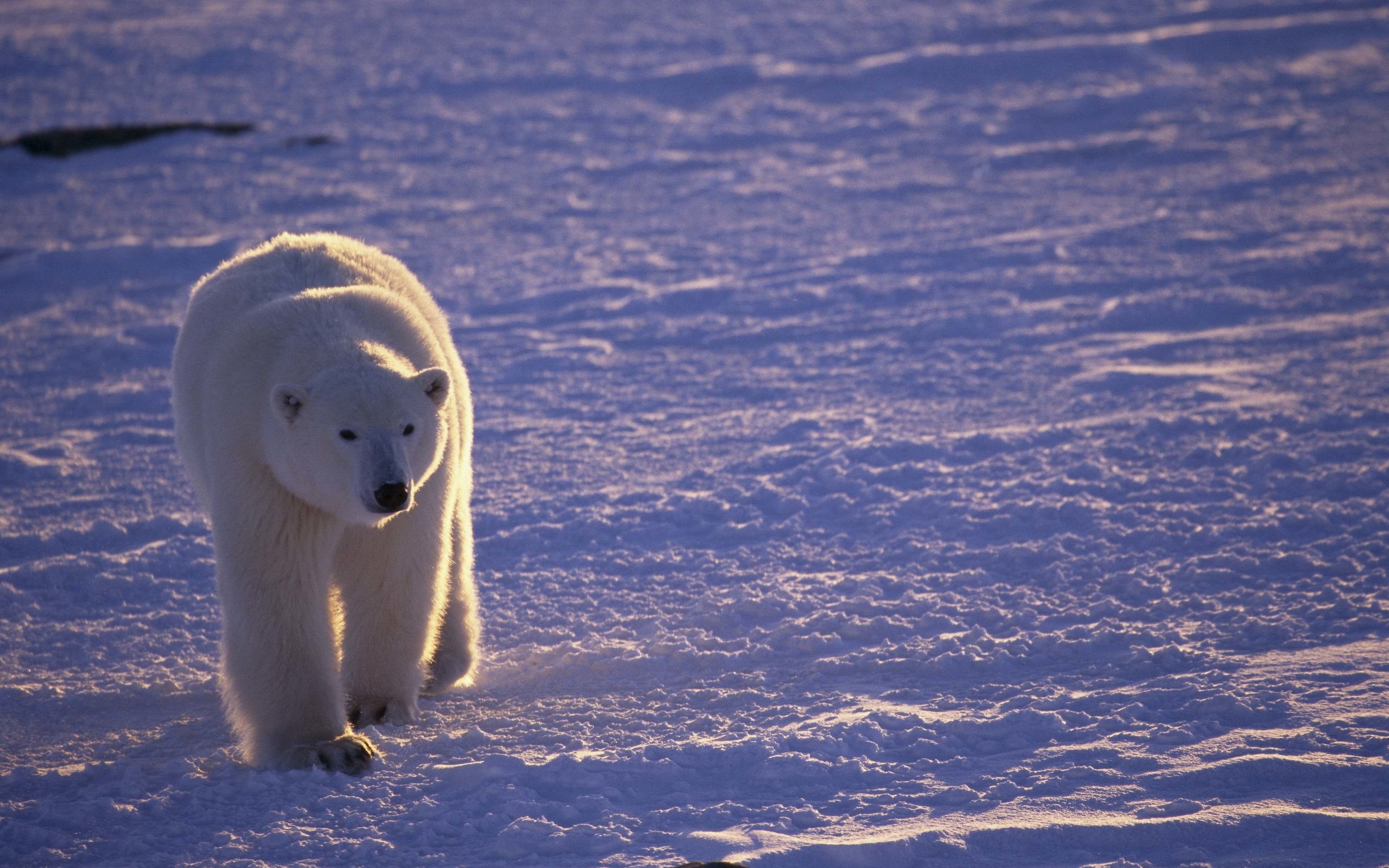 Обои снег, полярный медведь, медведь, белый, прогулка, белый медведь, арктика, snow, polar bear, bear, white, walk, arctic разрешение 2560x1694 Загрузить