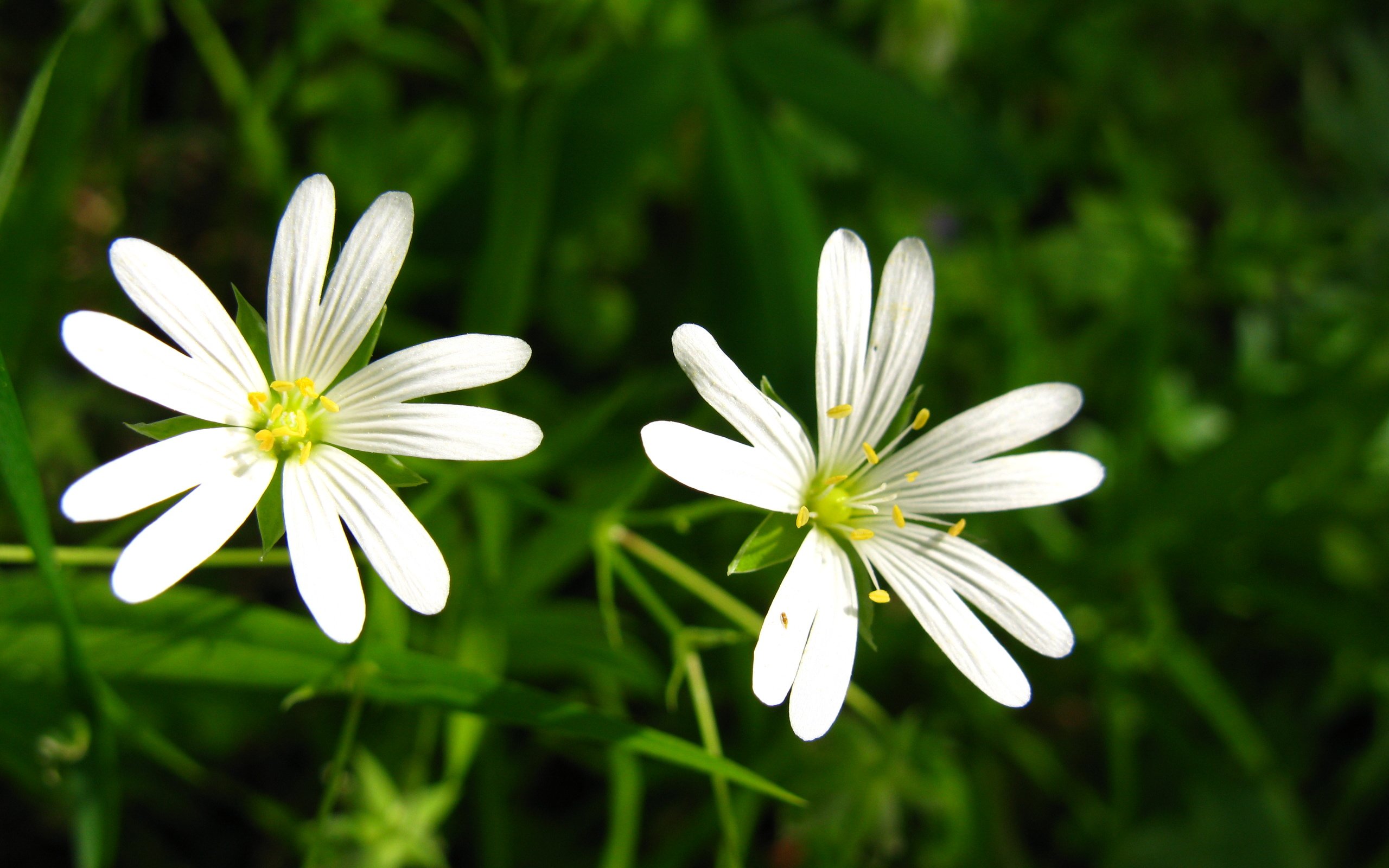 Обои цветы, белые, cvety, leto, zvezdochki, lug, звездчатка, flowers, white, stellaria разрешение 4000x3000 Загрузить