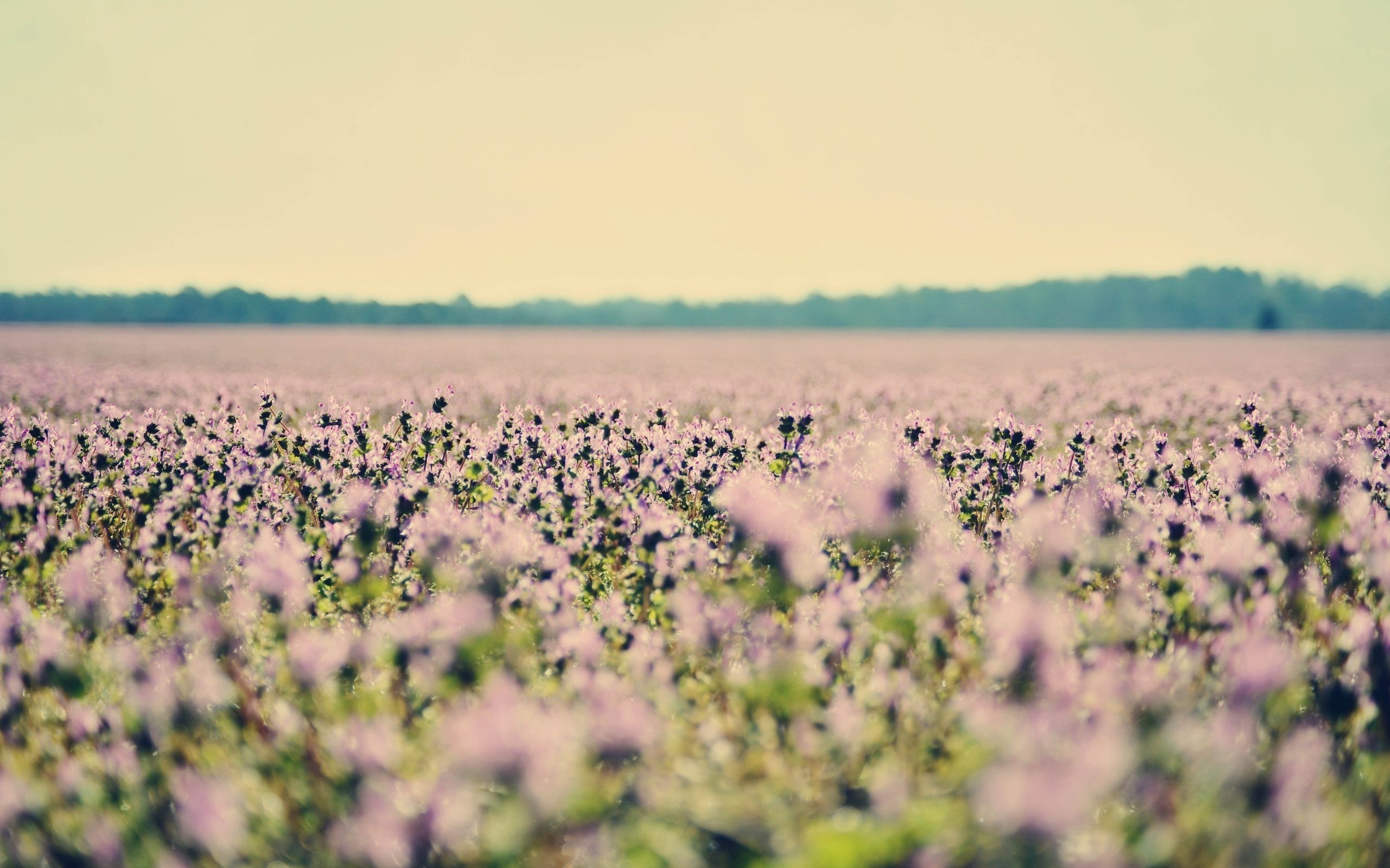 Обои цветы, поле, лаванда, полюс, cvety, priroda, flowers, field, lavender, pole разрешение 2563x1697 Загрузить